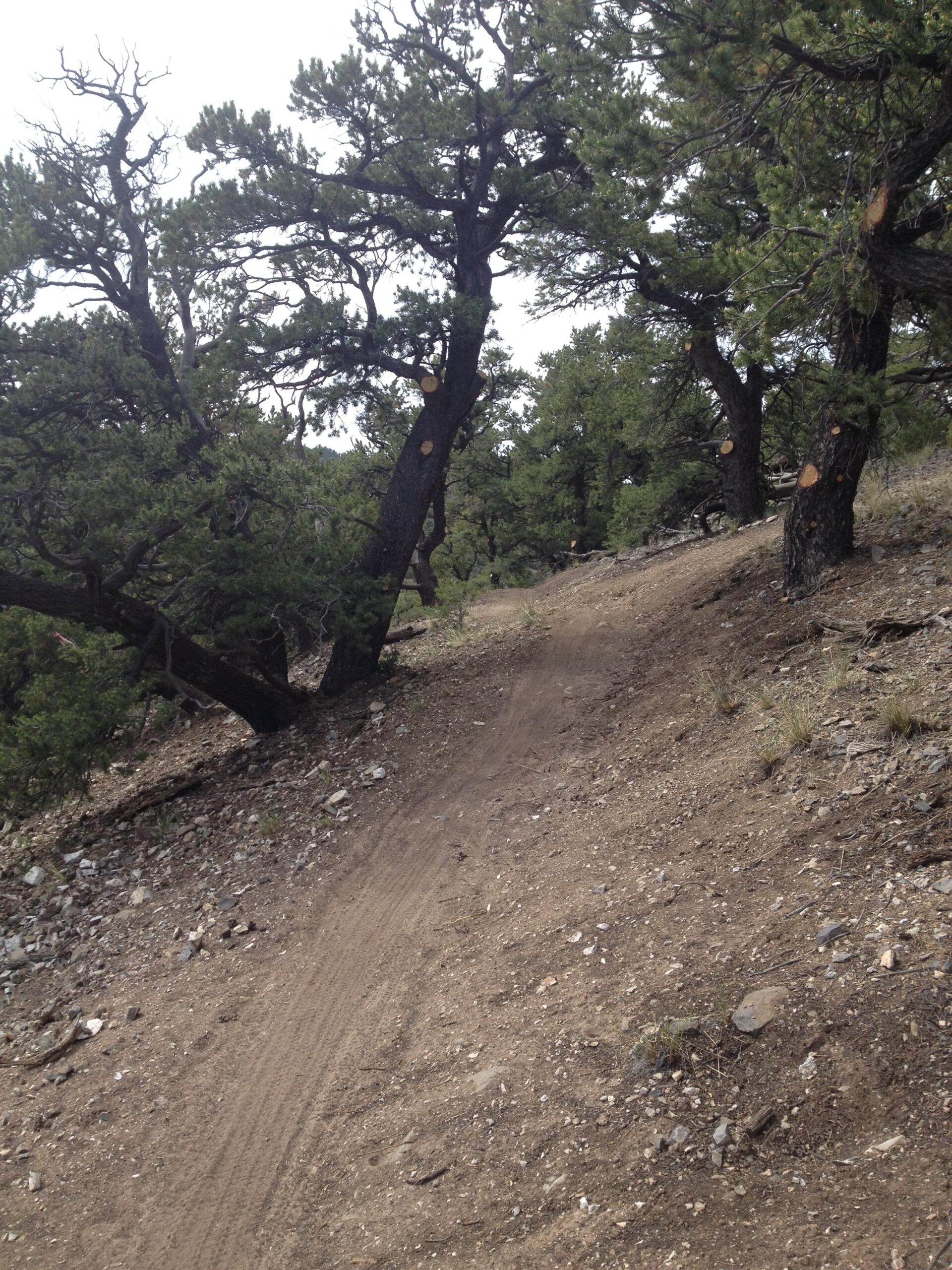 A winding dirt path surrounded by pine trees and rocky terrain in a natural landscape. The trail leads upward, with patches of grass and scattered stones along the sides. The sky is overcast, hinting at a serene outdoor environment perfect for hiking. Cottonwood mountain bike trail.