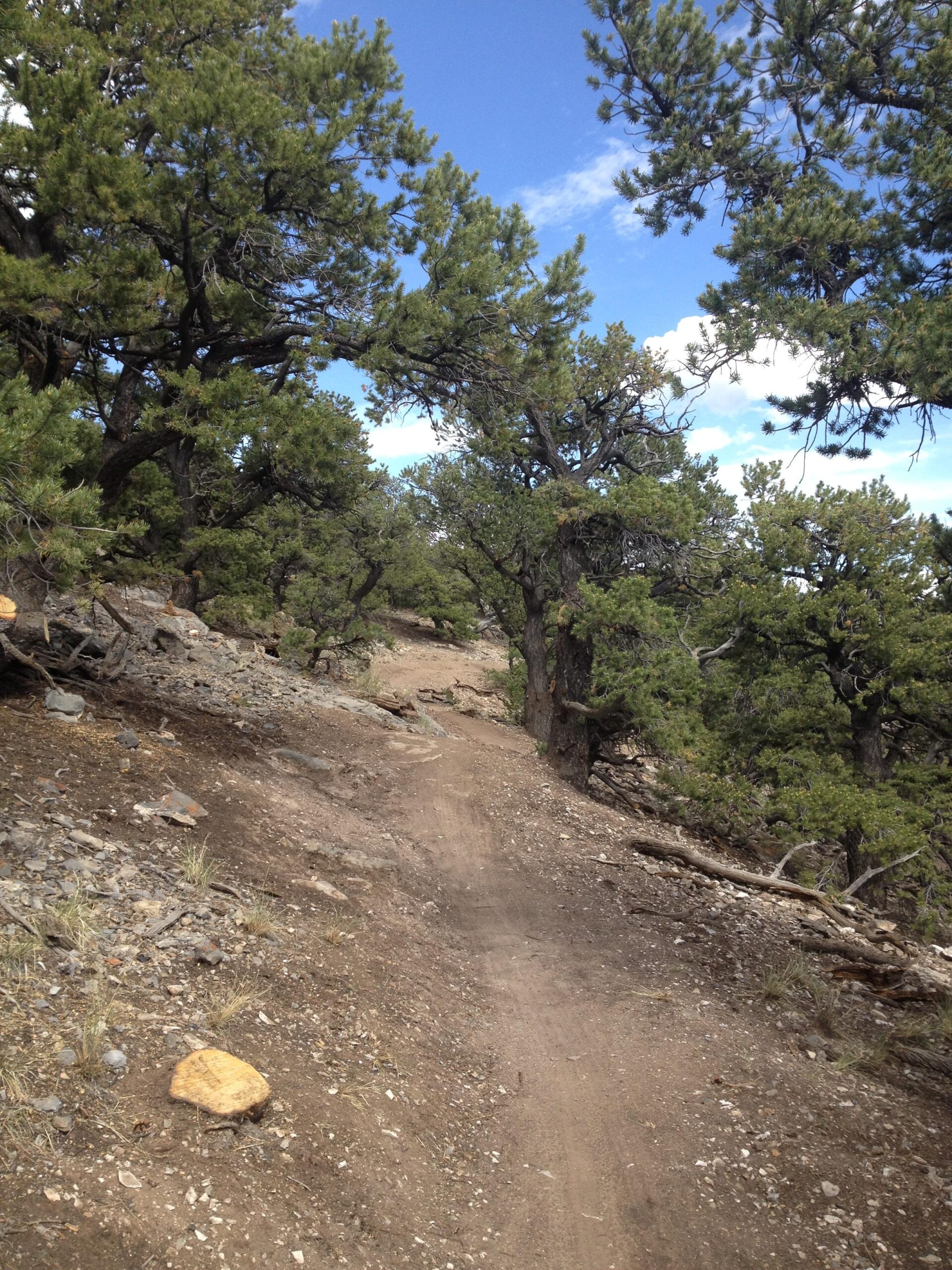 A winding dirt path through a forested area, surrounded by tall trees and scattered rocks, under a partly cloudy blue sky. Cottonwood mountain bike trail.