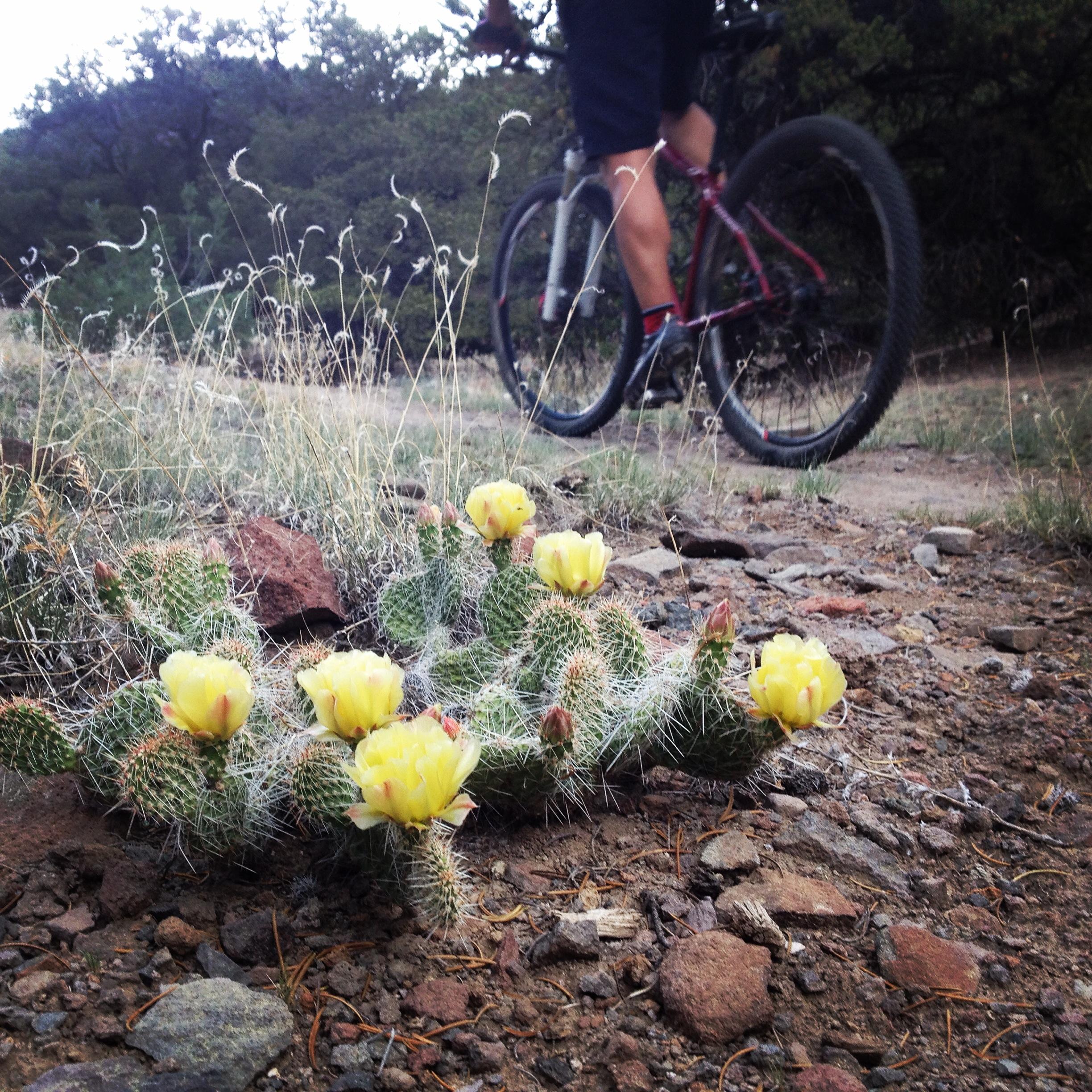 A close-up view of a cactus with yellow flowers growing beside a dirt path, while a mountain biker passes by in the background. The scene showcases the natural landscape, featuring rocks and grass. North Backbone mountain bike trail.
