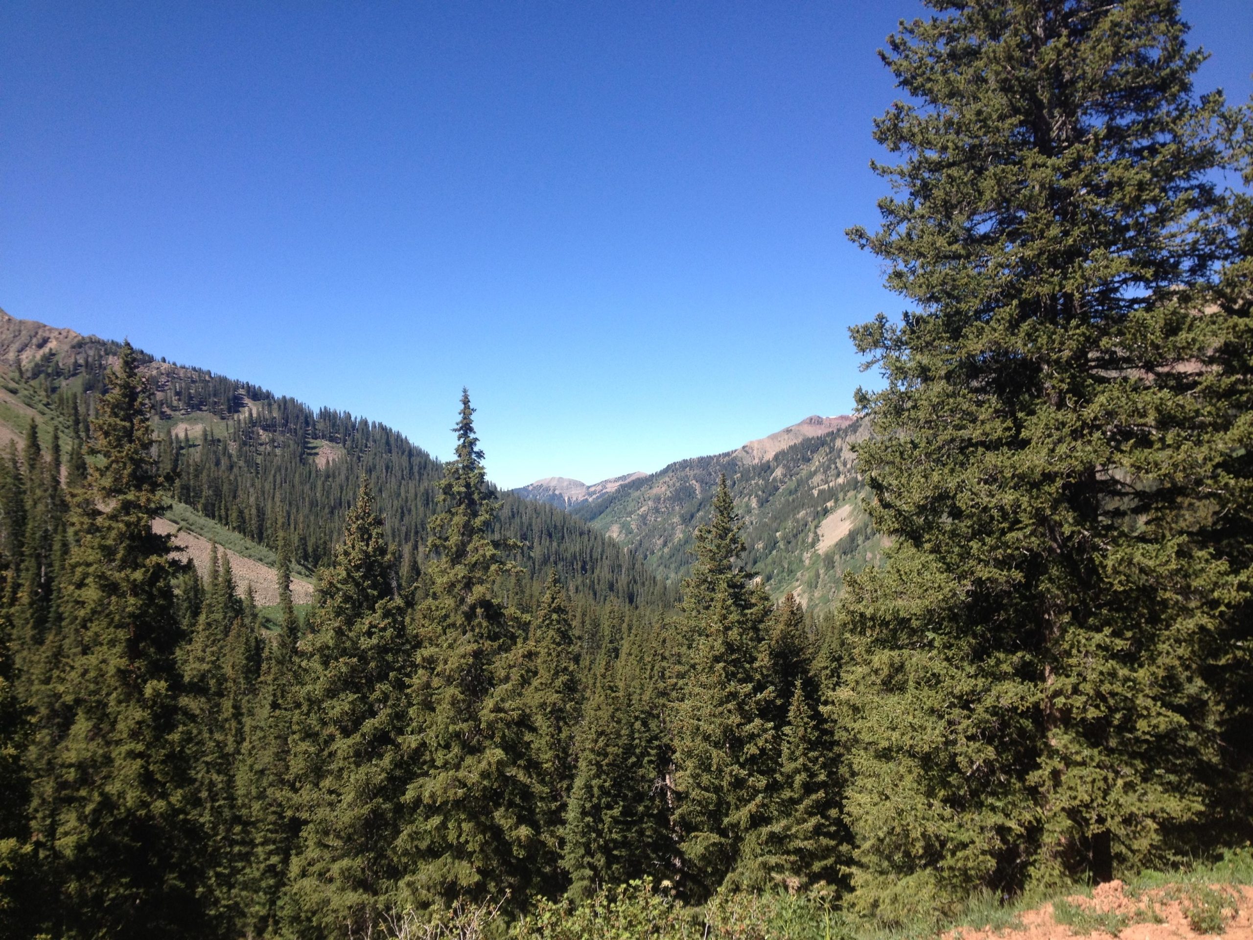 A scenic view of a mountainous landscape featuring lush green pine trees in the foreground and rolling hills in the background, under a clear blue sky. Colorado Trail: Kennebec Pass To Junction Creek mountain bike trail.