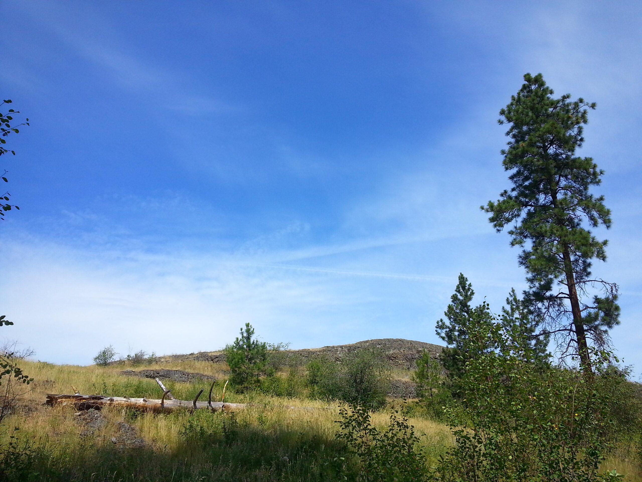 A scenic view of a grassy hillside under a bright blue sky, featuring a tall pine tree on the right and a fallen log with remnants of branches on the left. The landscape includes various shrubs and greenery, creating a peaceful natural setting. Becker Park mountain bike trail.
