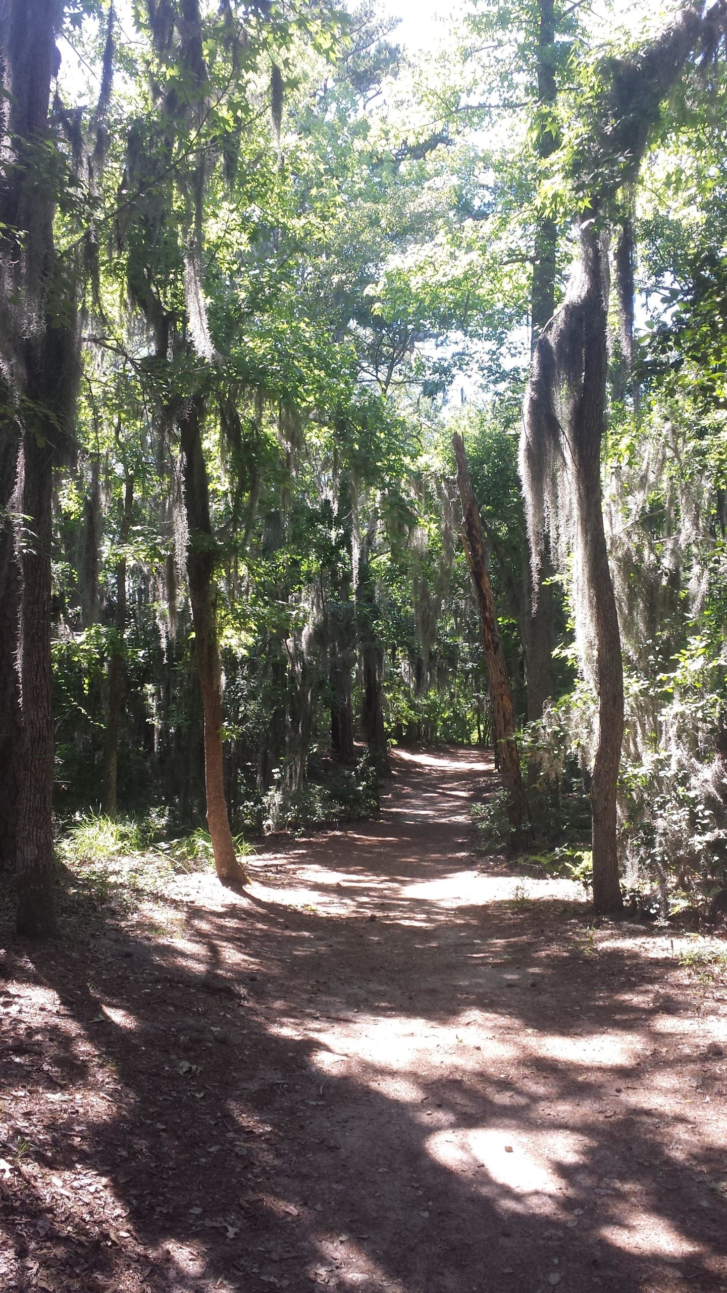 A sun-dappled dirt path winding through a lush green forest, with tall trees draped in Spanish moss and sunlight filtering through the leaves. First Landing State Park mountain bike trail.