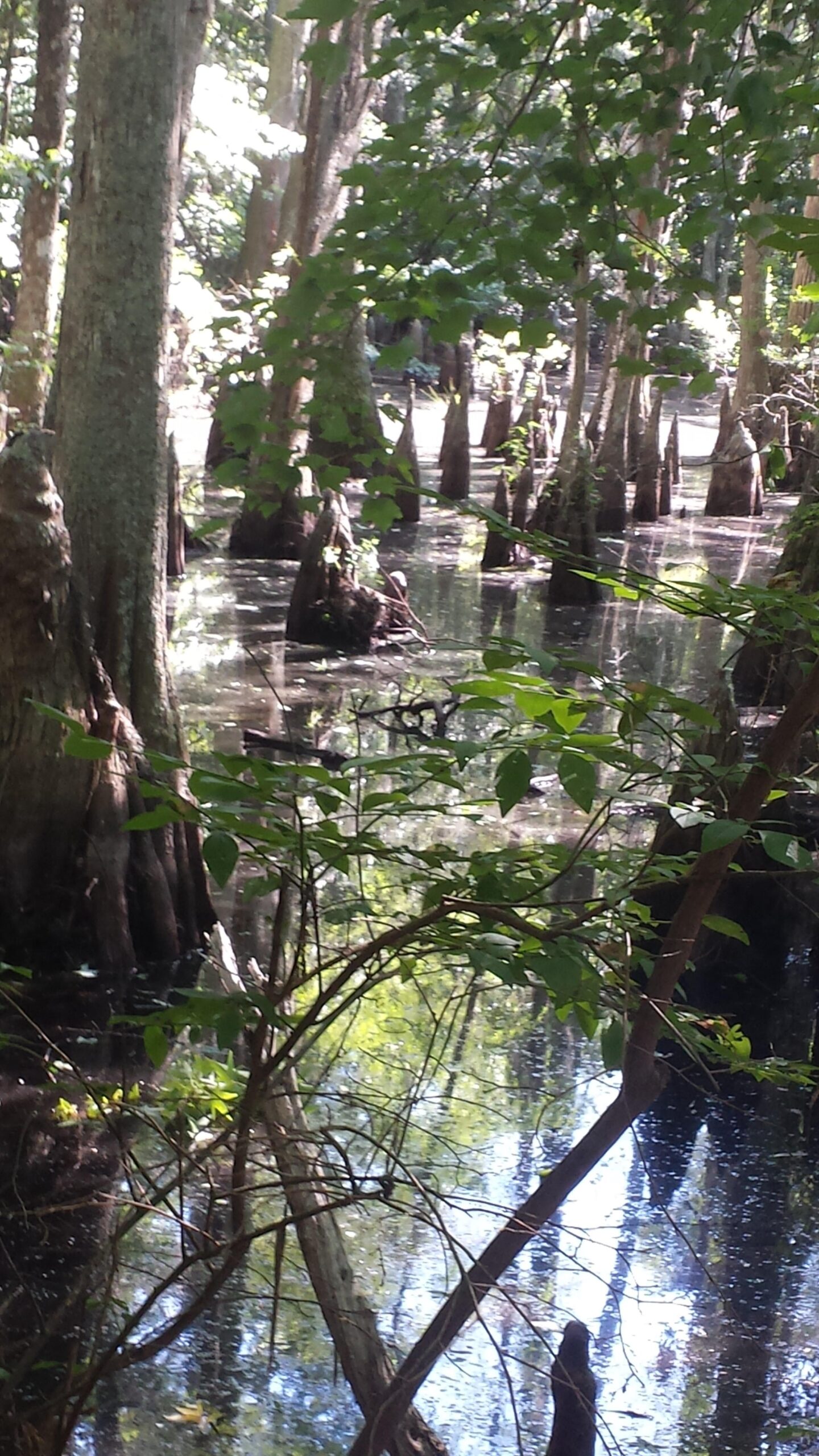 A tranquil swamp scene featuring cypress trees with distinctive knees rising from the water, surrounded by lush greenery. The calm water reflects the trees and foliage, creating a serene and peaceful atmosphere. First Landing State Park mountain bike trail.