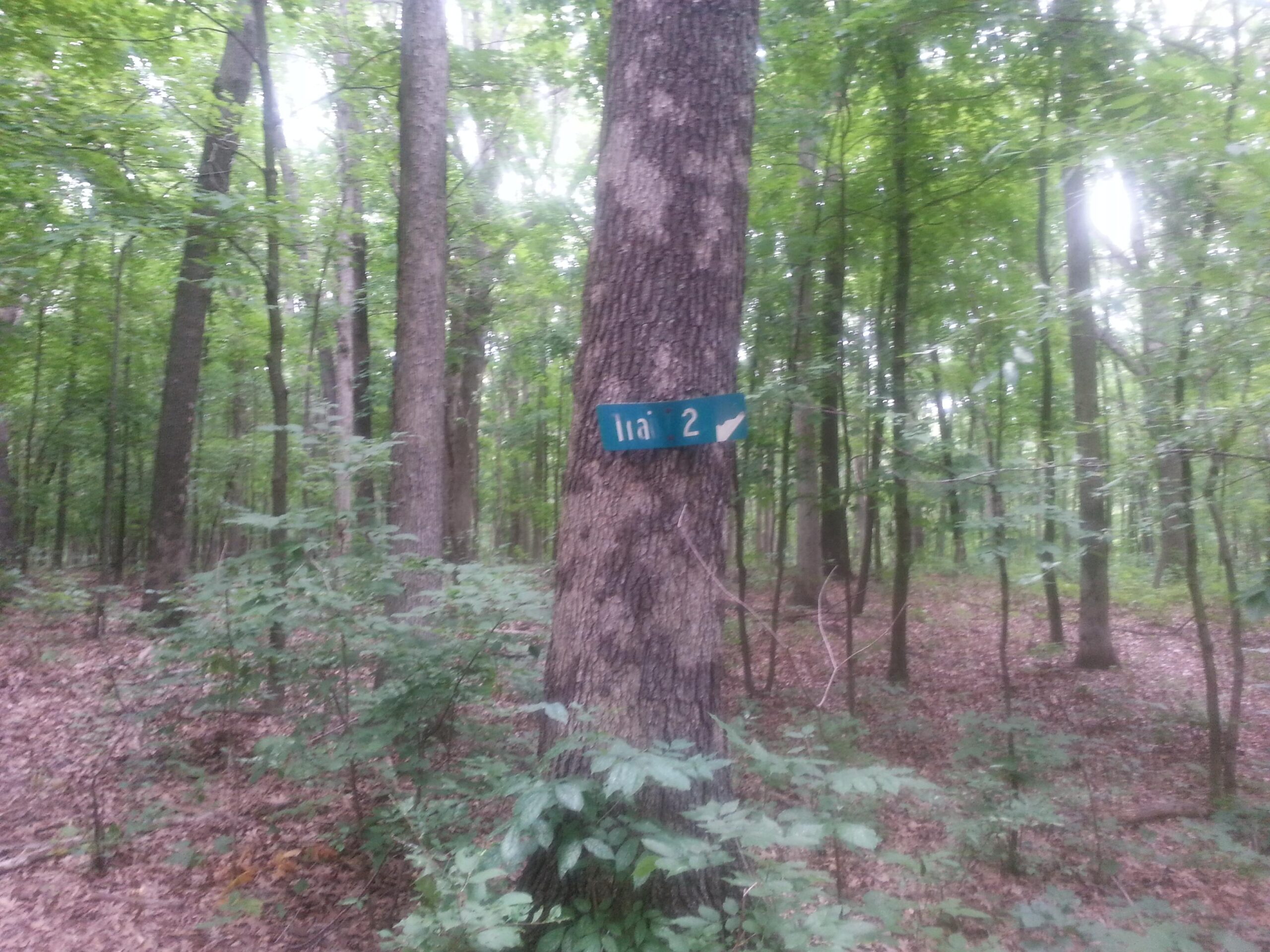 A tree in a forest with a blue sign attached, reading "Trail 2." Surrounding greenery includes various plants and other trees, with a soft, dappled light filtering through the leaves. The forest floor is covered in leaves and small undergrowth. Lake View Park Trails mountain bike trail.