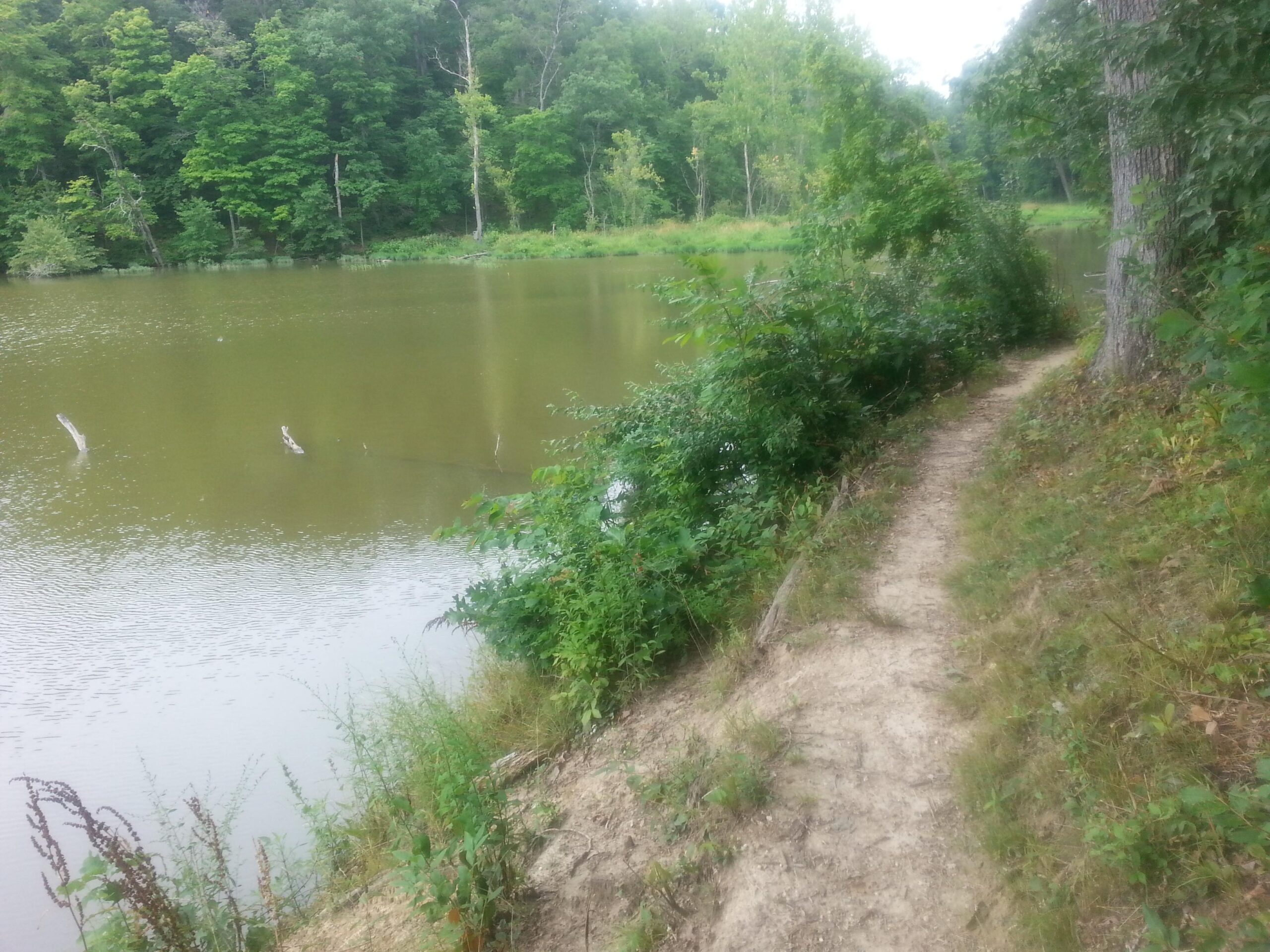 A tranquil riverbank scene featuring a winding dirt path lined with lush greenery. The water is calm and surrounded by trees, creating a peaceful natural setting. The path suggests a quiet invite for a stroll along the water’s edge, with occasional glimpses of submerged logs in the river. Lake View Park Trails mountain bike trail.