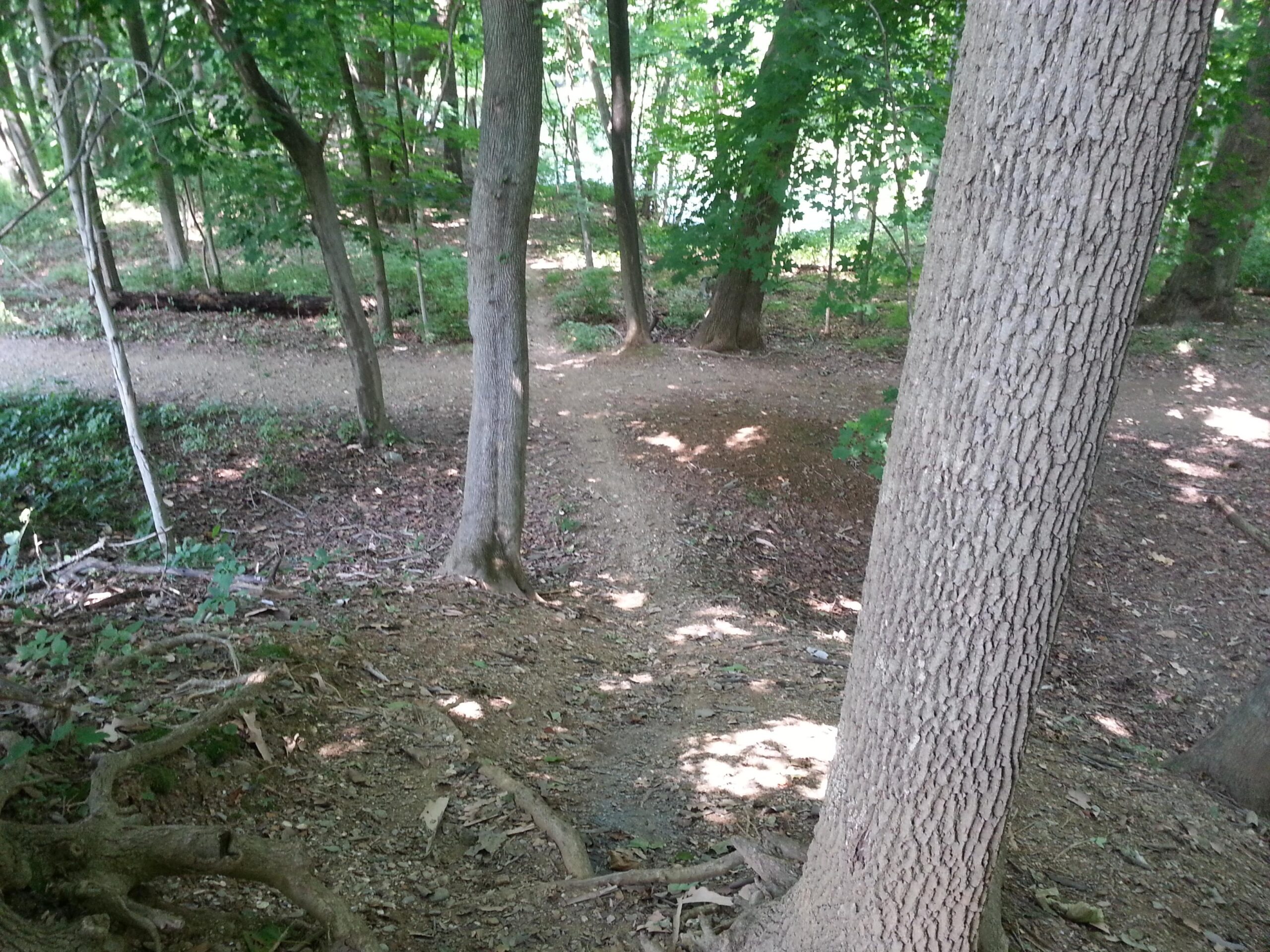 A forested area featuring two dirt paths that diverge among tall trees and greenery, with sunlight filtering through the leaves. The ground is covered with scattered leaves, twigs, and patches of grass. Jordan Creek Parkway mountain bike trail.