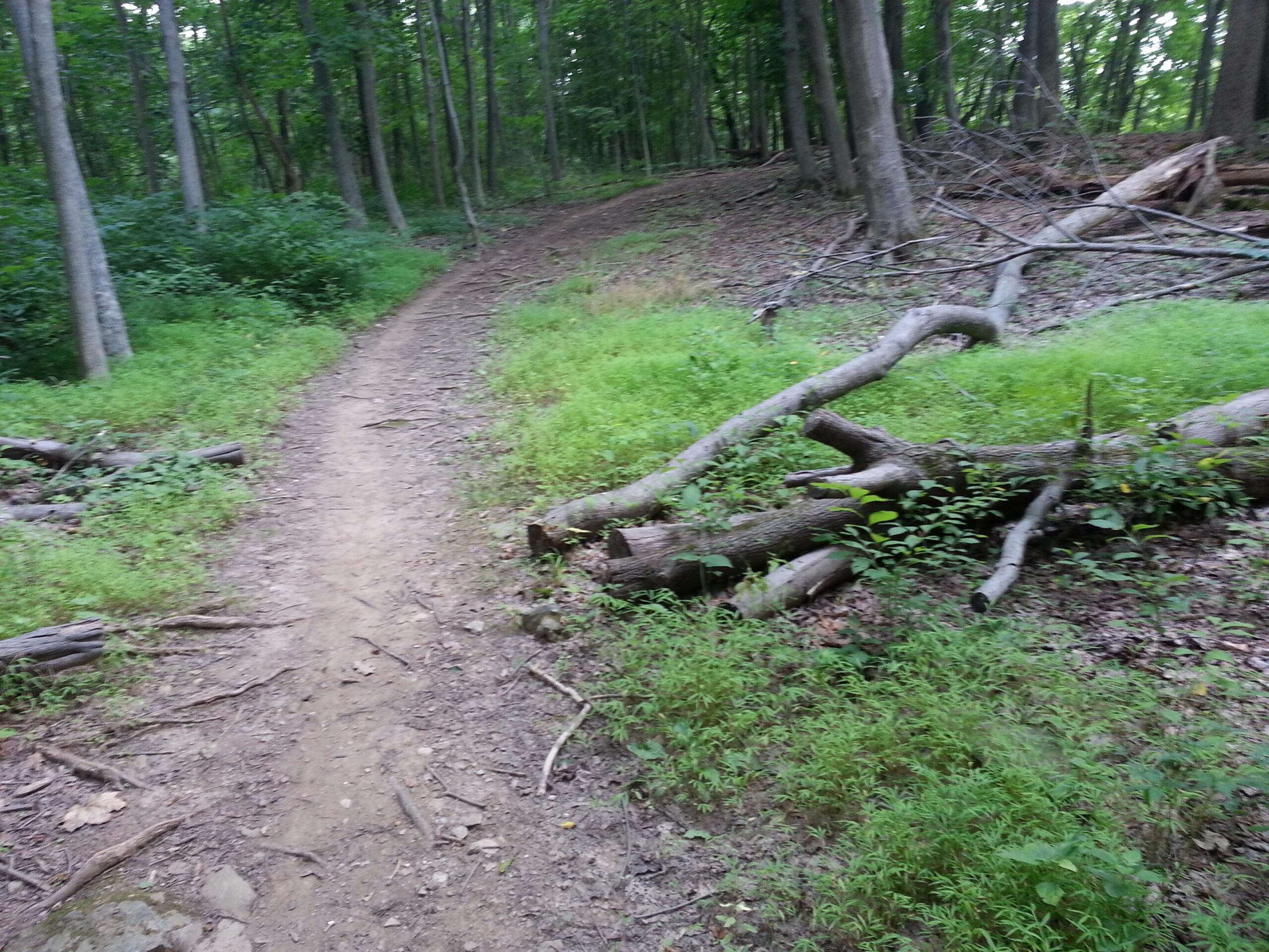 A narrow dirt path winding through a lush green forest, surrounded by tall trees and underbrush. Fallen branches and logs are scattered along the sides of the trail, with patches of grass and small plants visible in the foreground. Jordan Creek Parkway mountain bike trail.