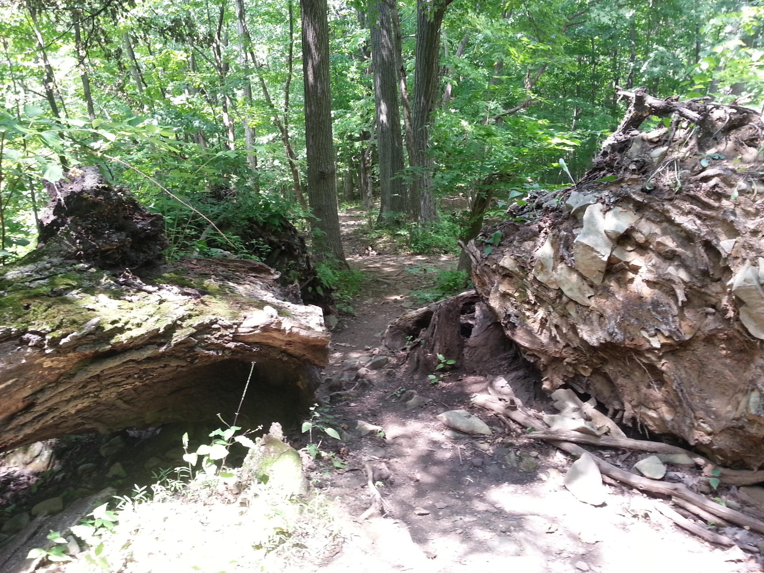 A wooded path surrounded by tall trees, with two large fallen logs on either side. The ground is slightly uneven, and patches of sunlight filter through the leaves, illuminating the greenery along the trail. Jordan Creek Parkway mountain bike trail.