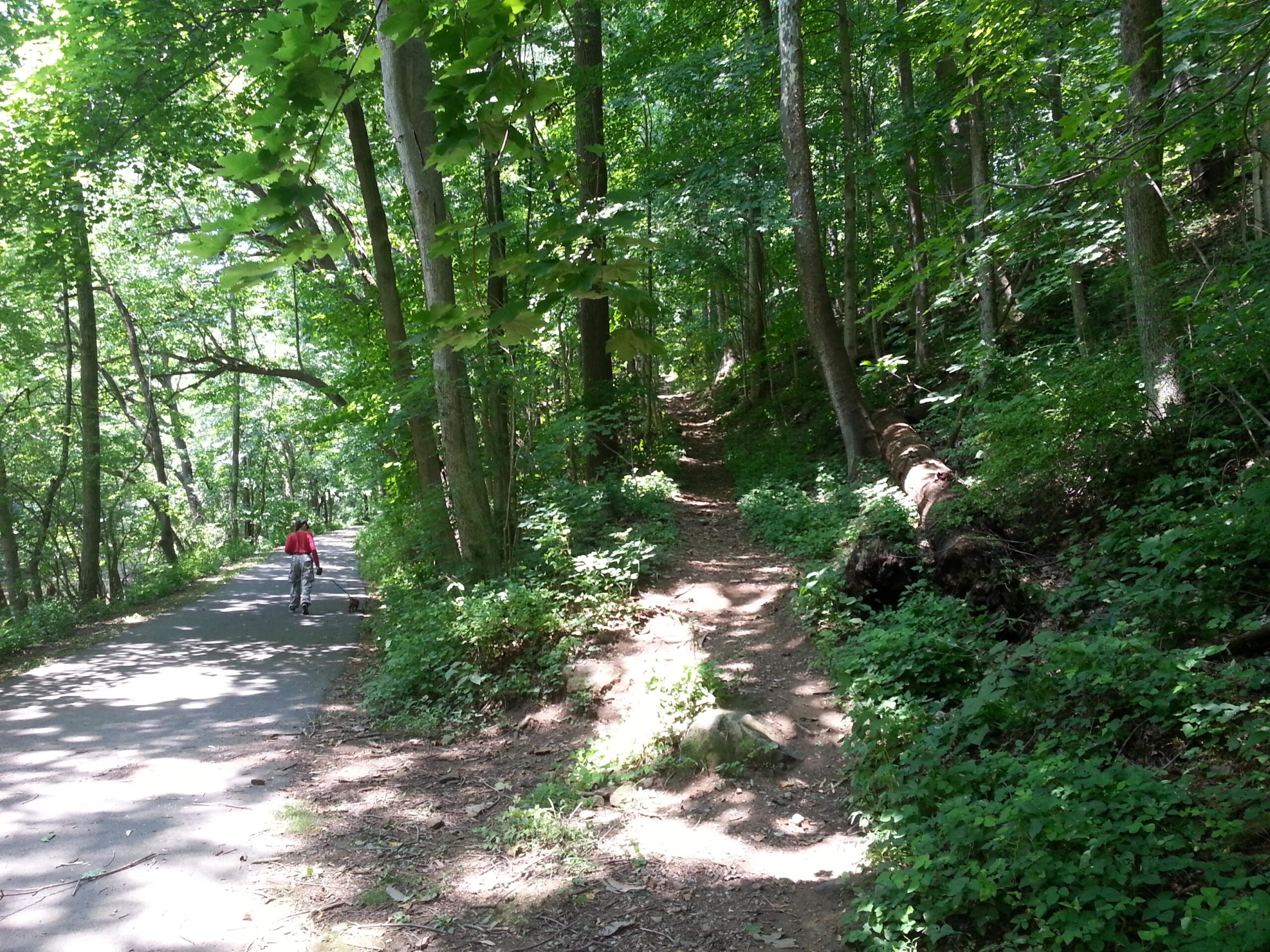 A person walking on a paved path in a lush green forest, with a dirt trail branching off to the right. Sunlight filters through the trees, creating a serene atmosphere. Jordan Creek Parkway mountain bike trail.