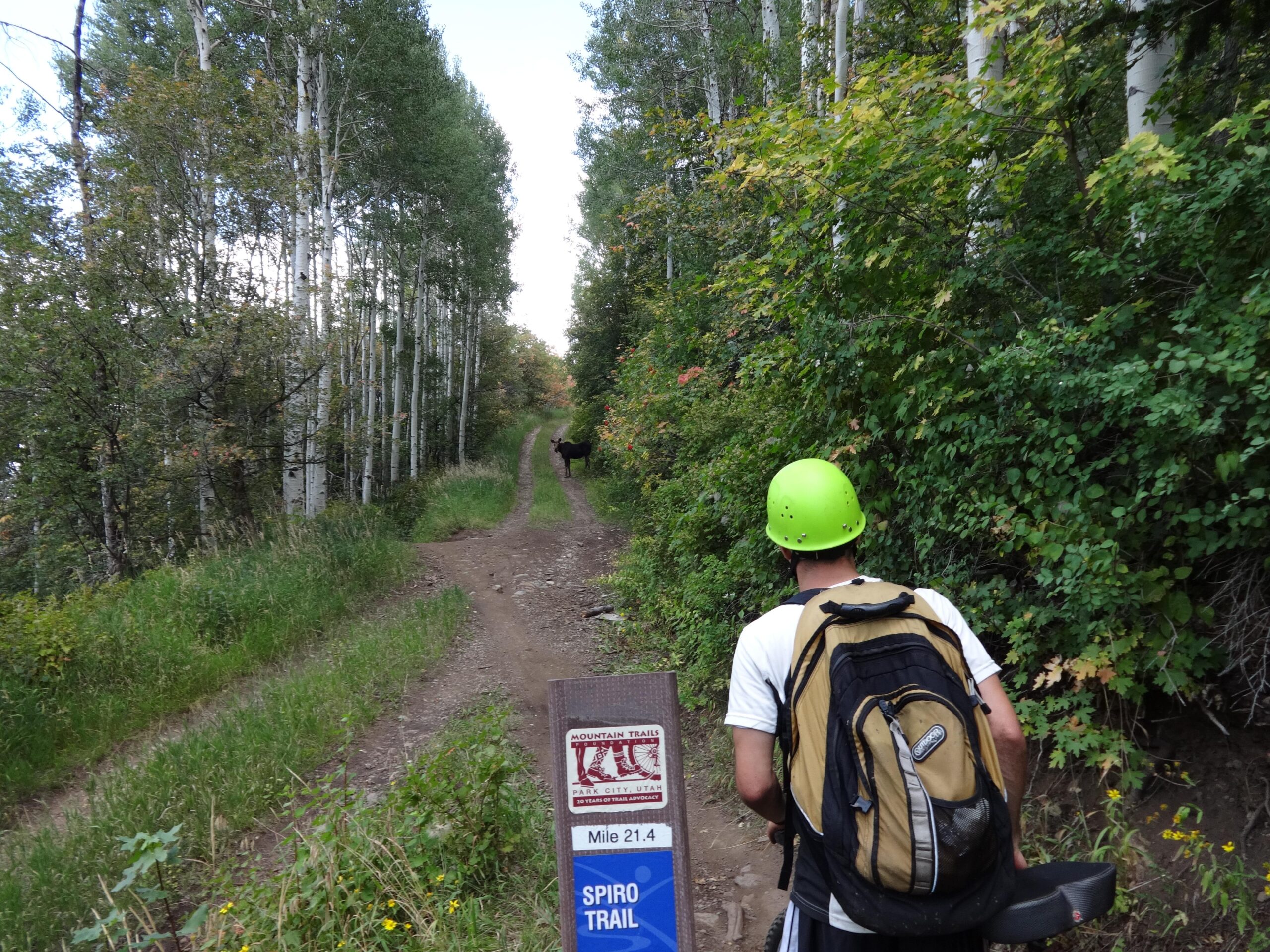 A hiker wearing a green helmet and carrying a backpack walks along a dirt trail surrounded by trees, with a sign indicating the Spiro Trail at mile 21.4. In the distance, a black bear is seen off to the side of the trail, highlighting a moment of wildlife encounter in a natural setting. Mid Mountain mountain bike trail.