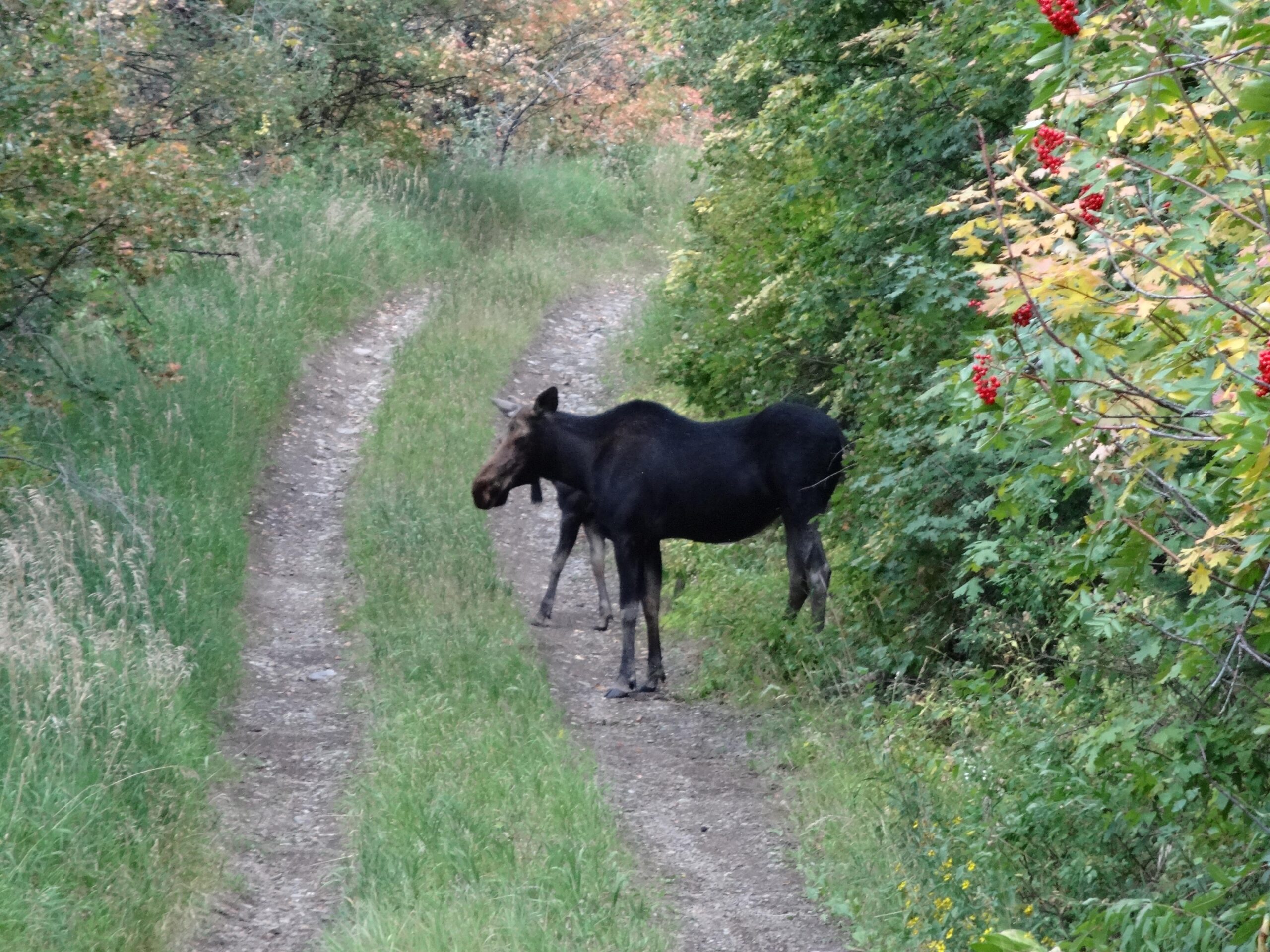 A moose standing beside a dirt path surrounded by greenery and autumn-colored foliage. Mid Mountain mountain bike trail.