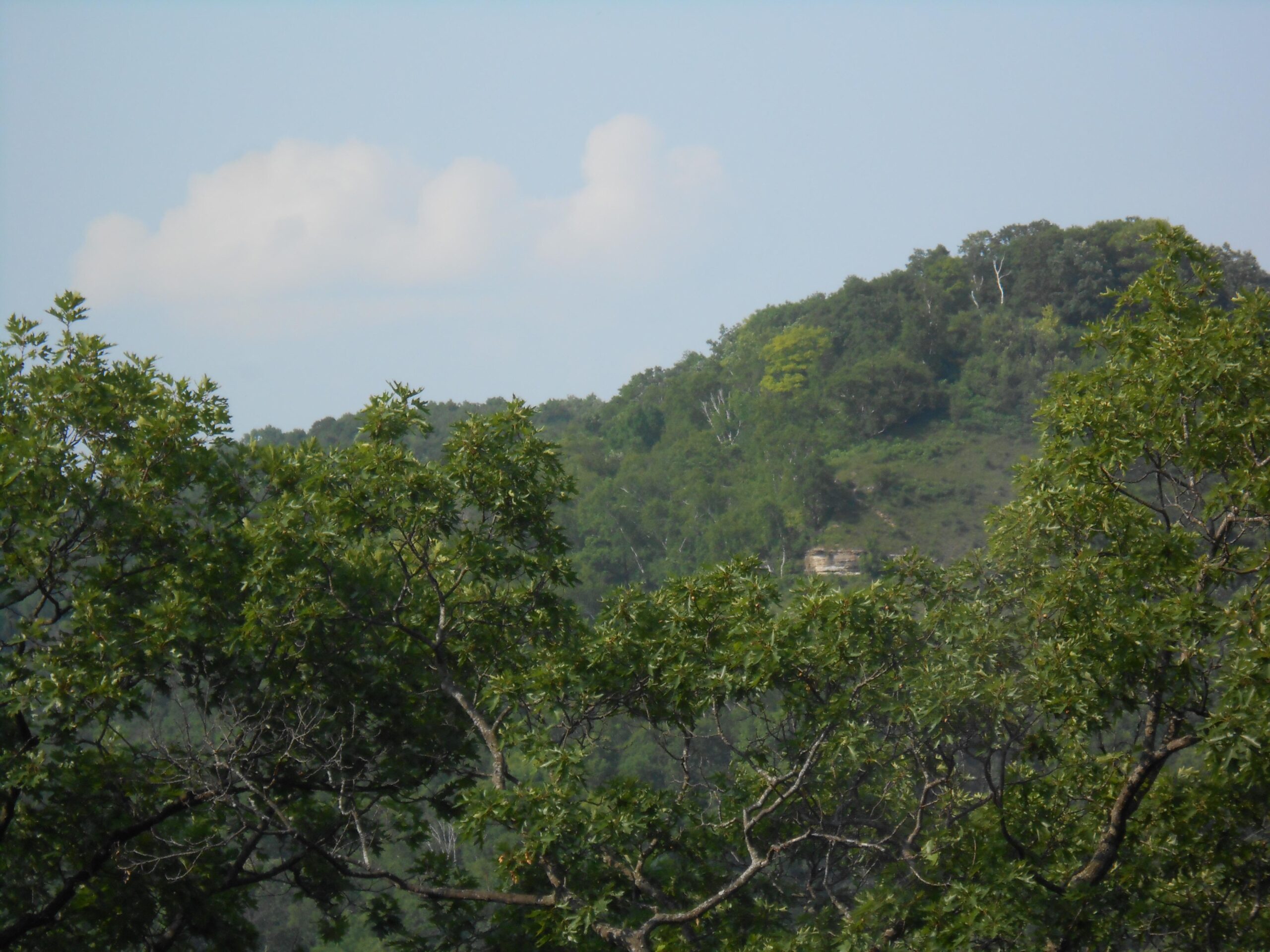 A panoramic view of a green hillside, partially obscured by lush trees in the foreground, under a clear blue sky with a few fluffy clouds. The hillside features a variety of foliage, suggesting a rich and diverse natural environment. Rotary Vista mountain bike trail.