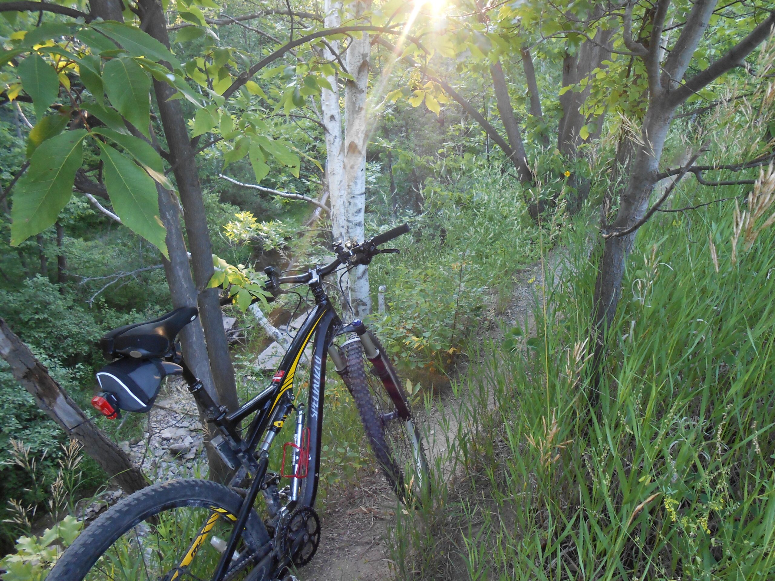 Specialized Camber 29: A mountain bike is leaning against a tree on a narrow path surrounded by lush greenery and tall grass, with sunlight peeking through the leaves in the background.