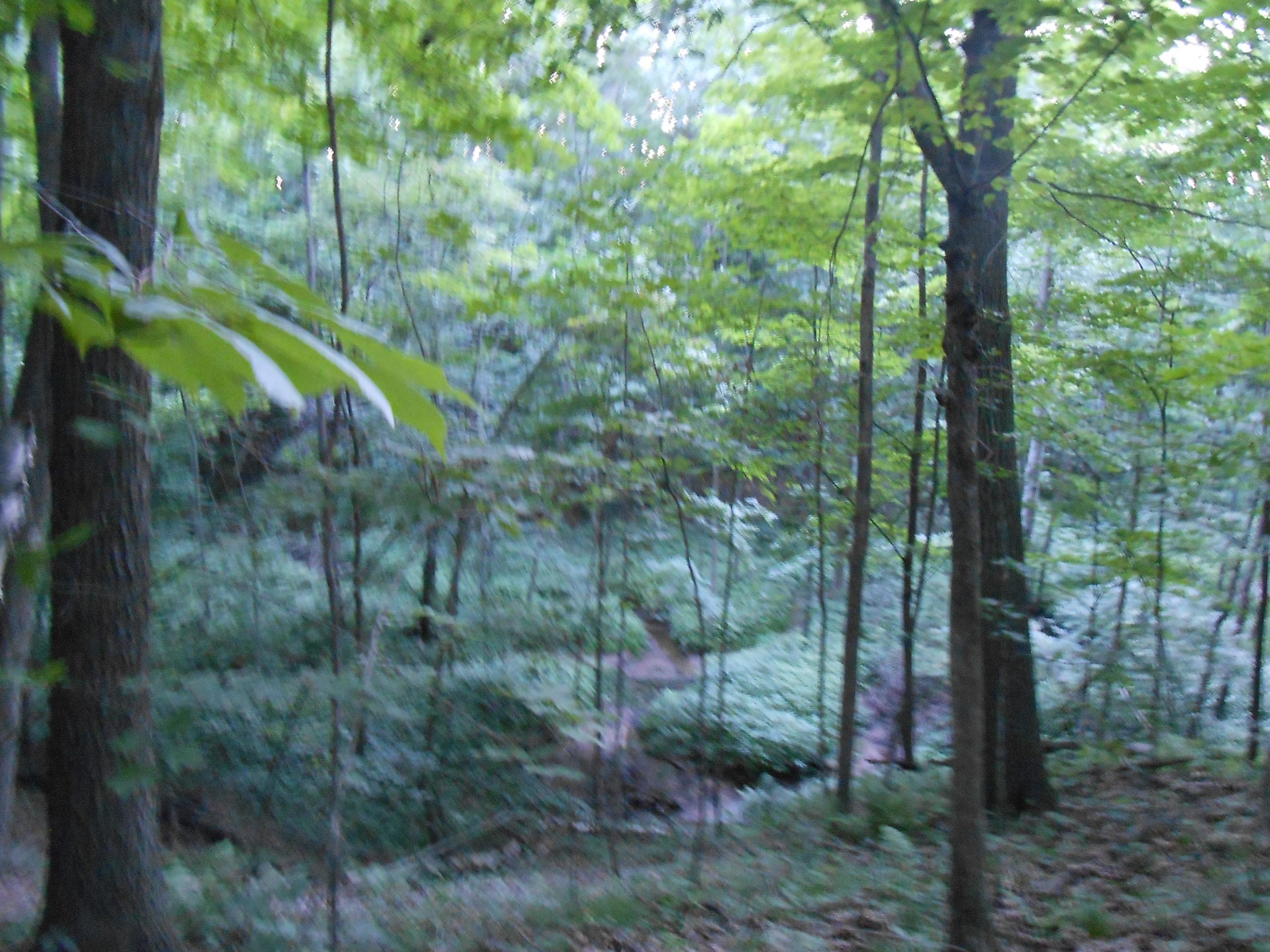 A blurred image of a lush green forest with tall trees and dense undergrowth. Sunlight filters through the leaves, creating a soft, serene atmosphere. Baird Creek mountain bike trail.