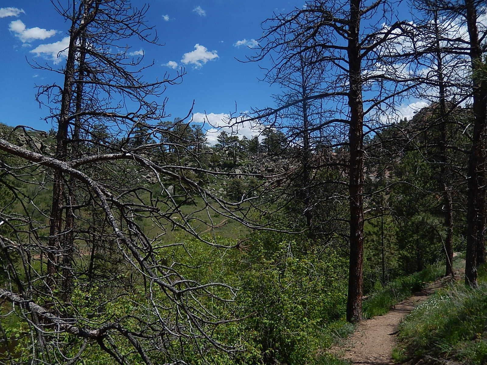 A winding dirt path leads through a forested area with a mix of green foliage and dry, bare trees against a backdrop of blue sky and fluffy white clouds. Low hills and rocky outcrops can be seen in the distance, creating a serene natural landscape. Curt Gowdy State Park mountain bike trail.