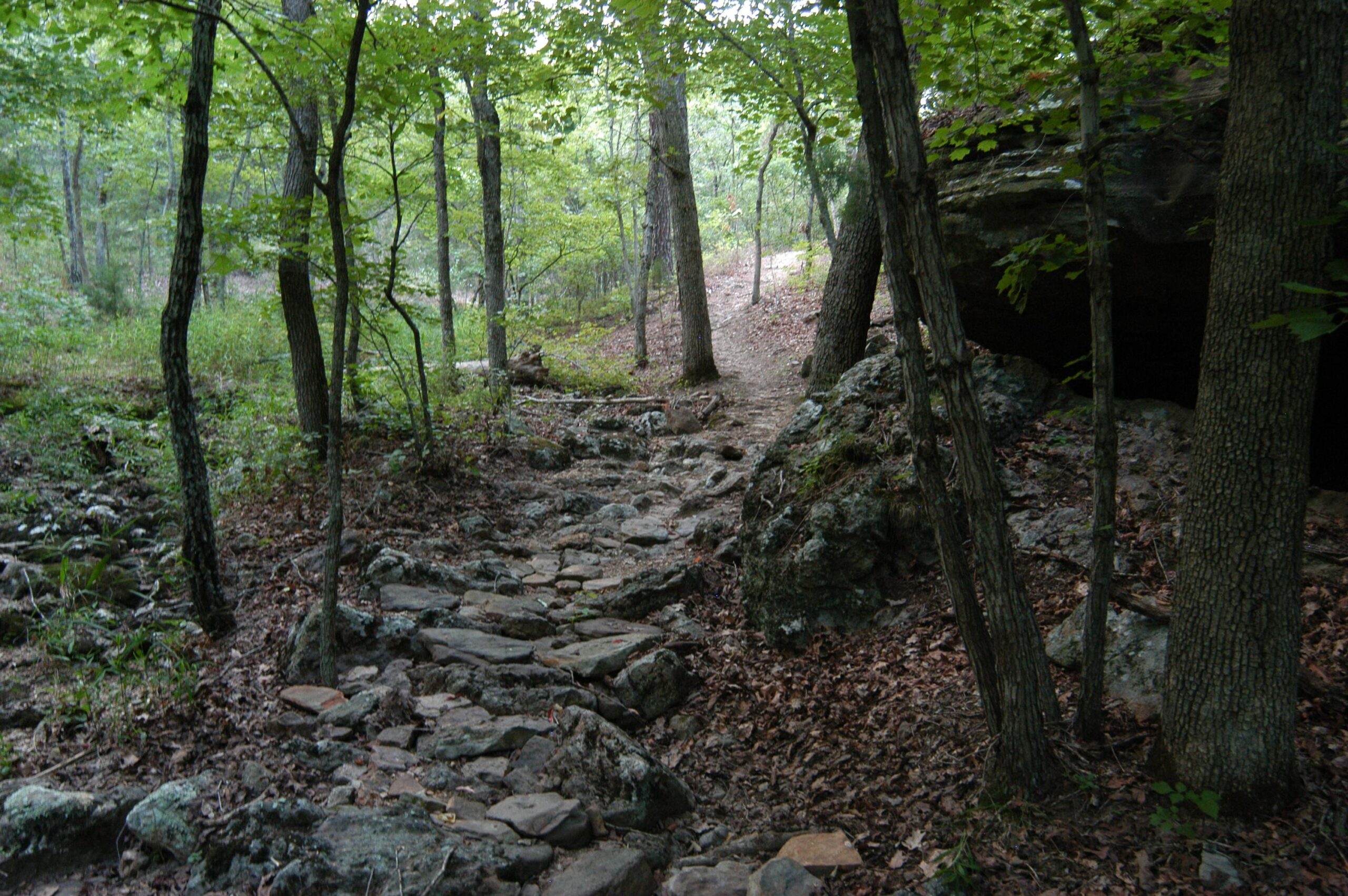 A winding stone path through a lush forest, lined with trees and scattered rocks, leading towards a faint trail in the distance. The ground is covered with fallen leaves, creating a natural carpet beneath the greenery. Forest City Trail mountain bike trail.