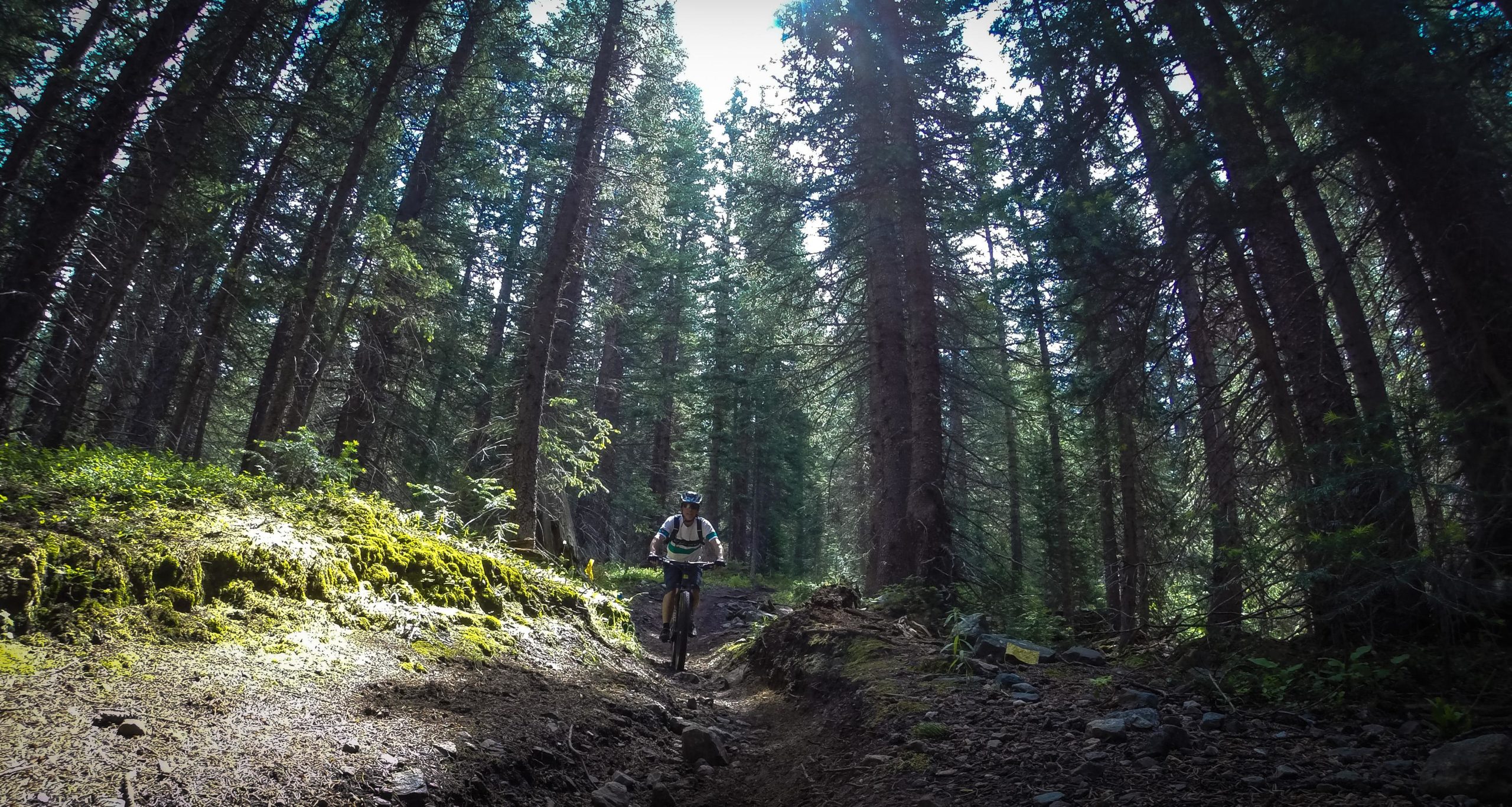 A mountain biker riding along a dirt trail through a dense forest of tall pine trees, with patches of sunlight filtering through the branches. The ground is covered in moss and small rocks, creating a natural and rugged environment. Green's Creek mountain bike trail.