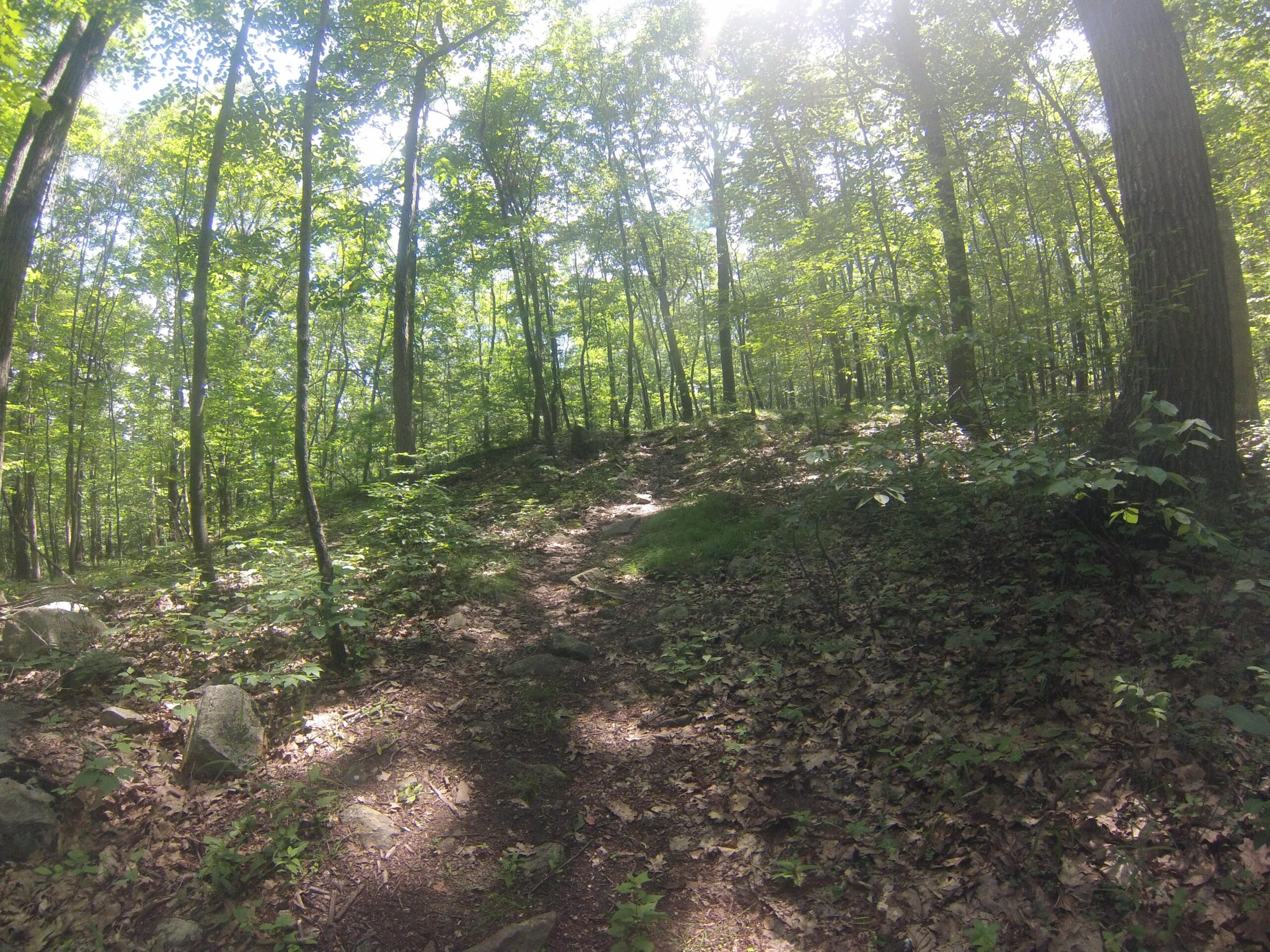 A sunlit forest path winding through lush green trees and scattered rocks, with dappled sunlight filtering through the foliage. Allamuchy State Park-North mountain bike trail.