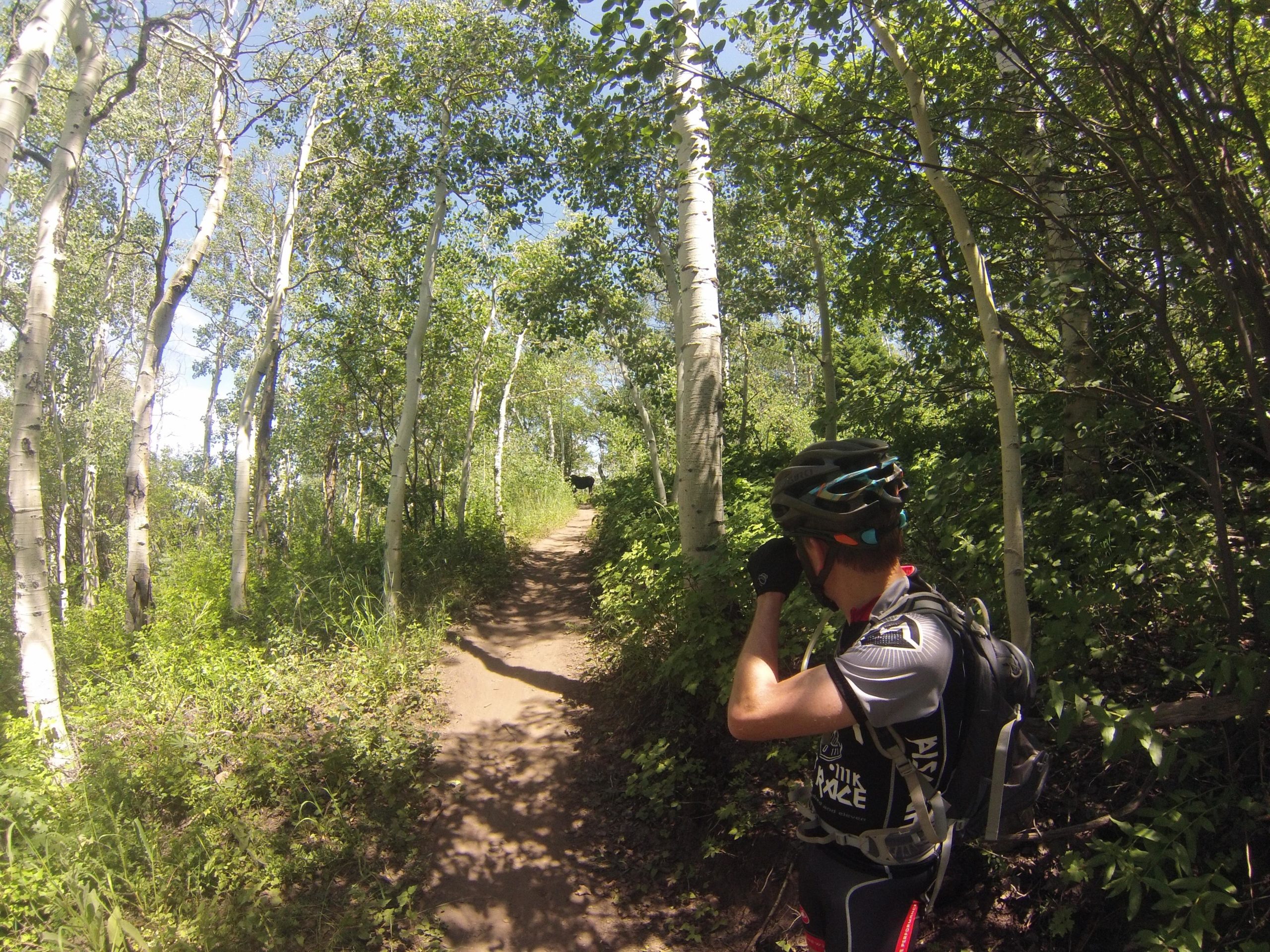 A cyclist in a helmet, wearing a sports jersey and gloves, pauses on a narrow dirt trail surrounded by dense green foliage and tall white aspen trees on a sunny day. The cyclist appears to be looking at or adjusting something, with the path leading further into the woods. Jenni's mountain bike trail.