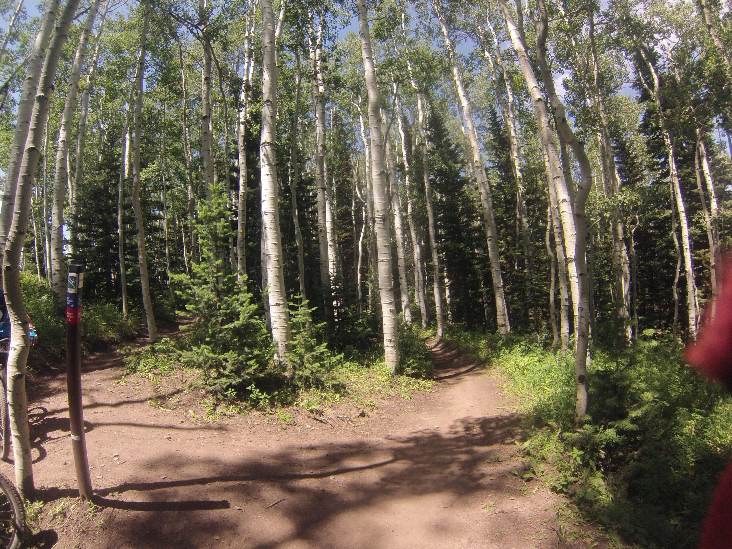 A tranquil forest path winding through tall aspen trees, with vibrant green foliage on either side. The scene captures sunlight filtering through the leaves, creating a serene, inviting atmosphere. A trail marker is visible on the left, indicating a choice between two paths. Park City Mountain Resort (PCMR) mountain bike trail.