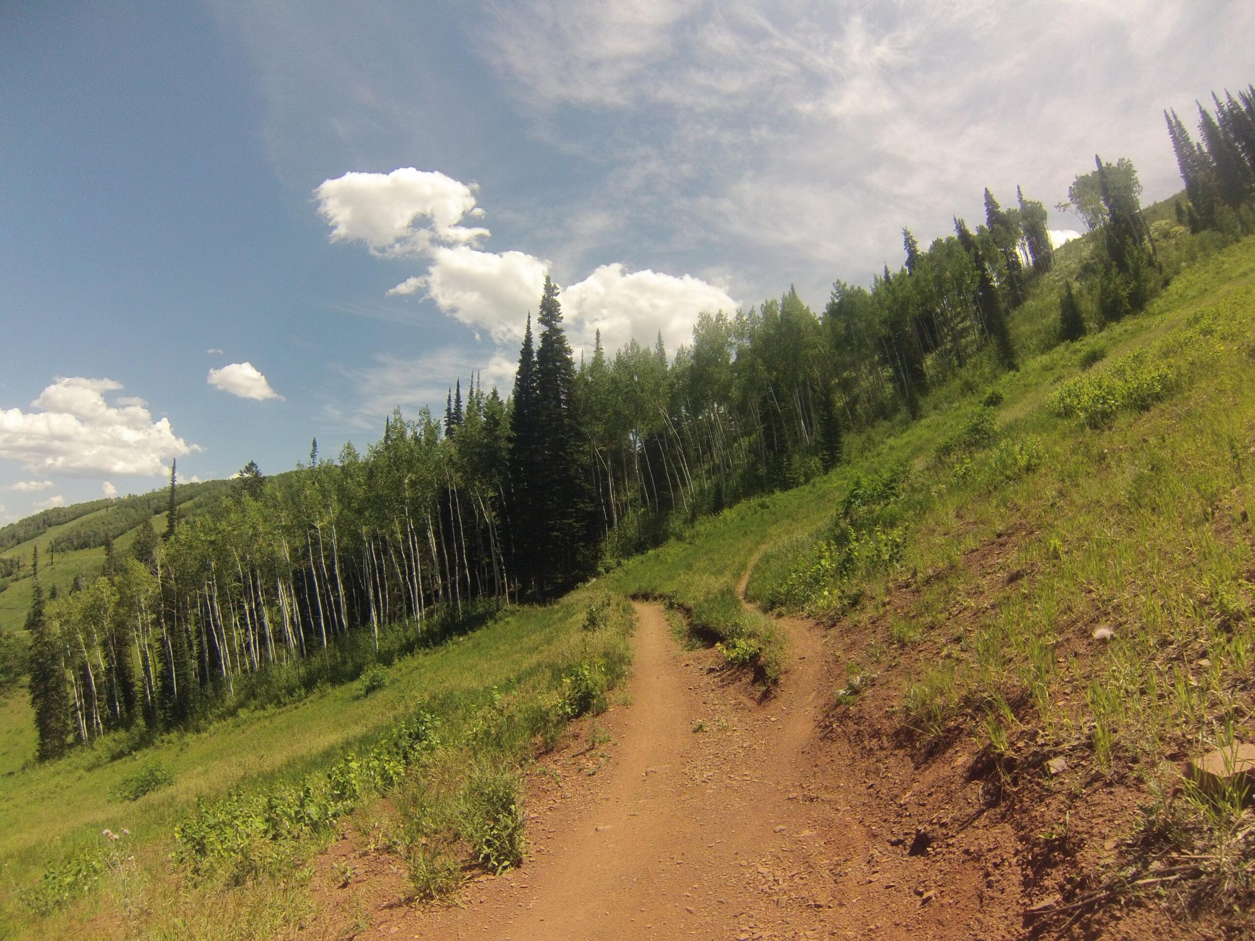 A winding dirt path leading through a lush, green hillside with tall pine trees and scattered aspen trees under a bright blue sky with fluffy white clouds. Mid Mountain mountain bike trail.