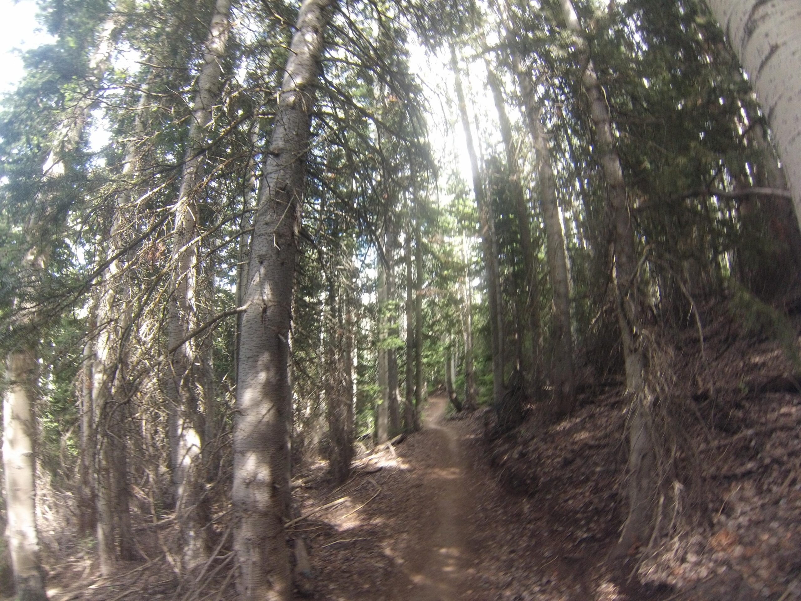 A wooded trail winding through tall trees, dappled sunlight filtering through the foliage, with a natural earth path visible in the foreground. Mid Mountain mountain bike trail.