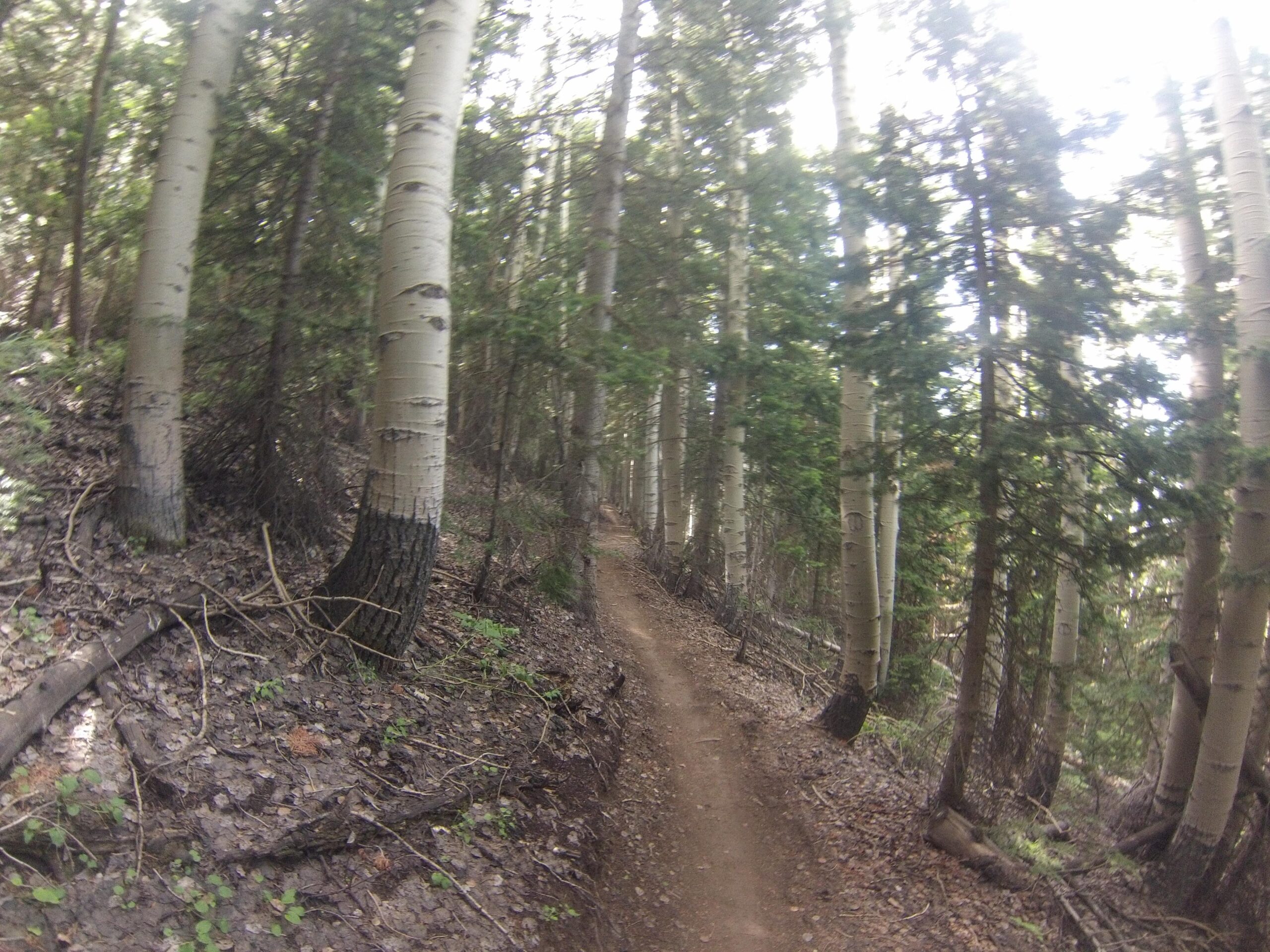 A winding dirt path through a dense forest, lined by tall aspen trees and evergreen foliage. Sunlight filters through the canopy, creating a serene and tranquil atmosphere. Mid Mountain mountain bike trail.