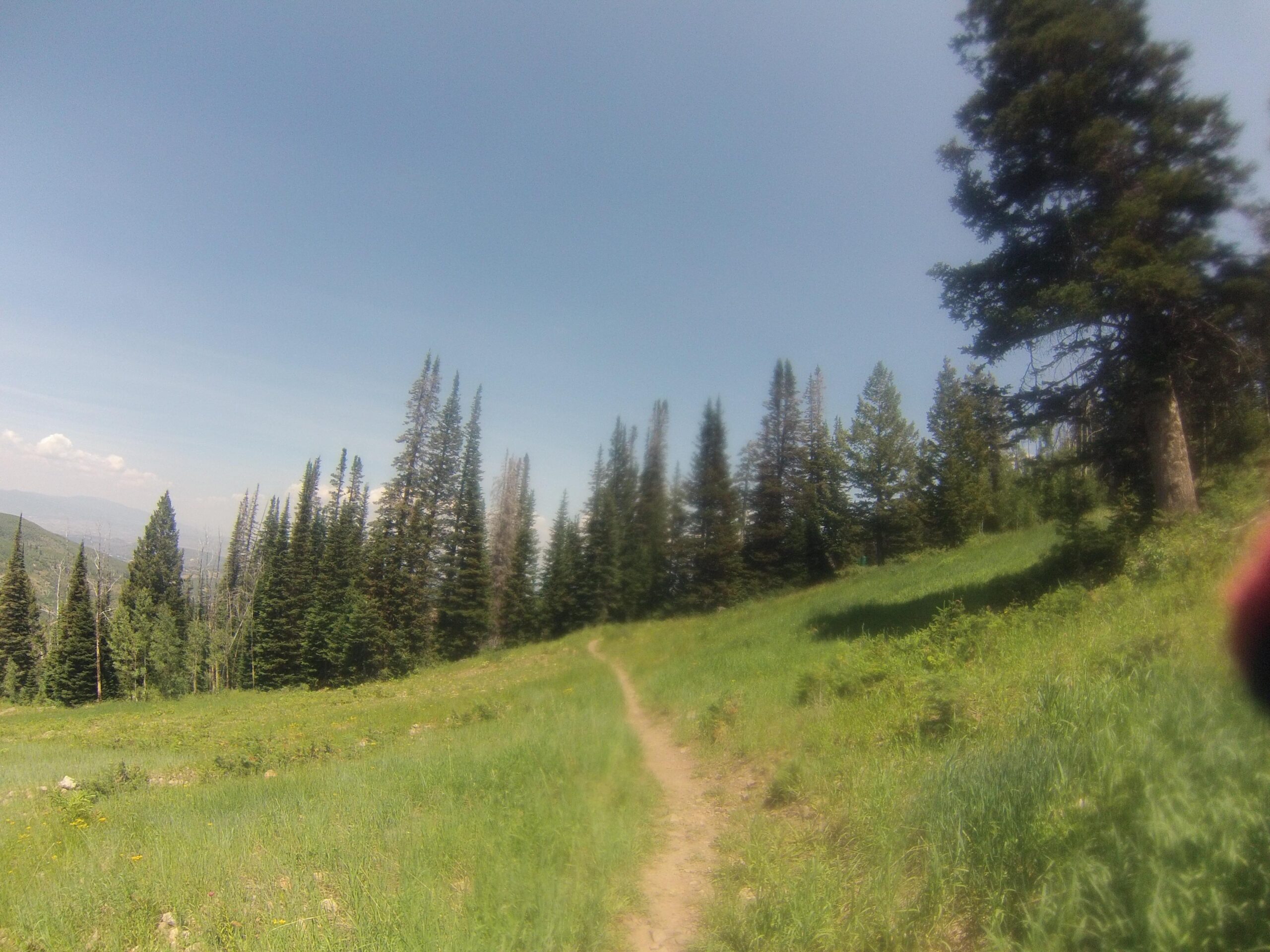 A winding dirt path through a lush green meadow, bordered by tall evergreen trees under a clear blue sky. Deer Valley Resort Bike Park mountain bike trail.