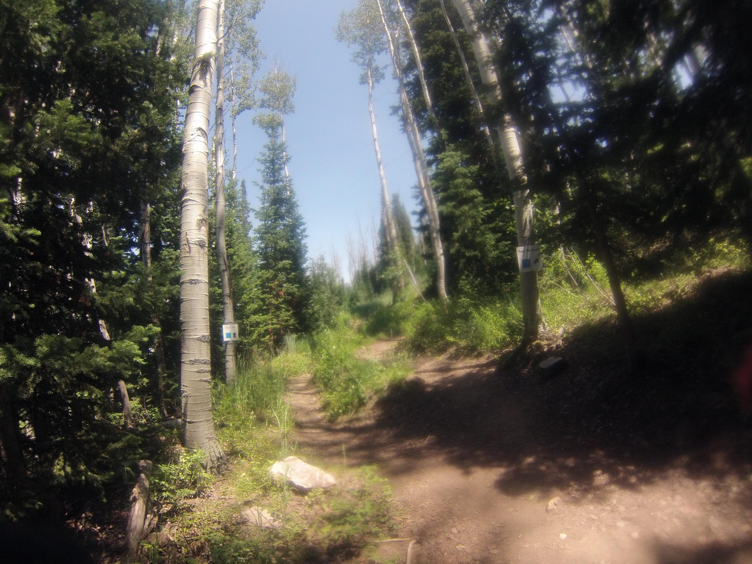 A sunny forest scene showcasing a dirt path diverging between tall aspen trees and lush greenery, with a clear blue sky overhead. Deer Valley Resort Bike Park mountain bike trail.