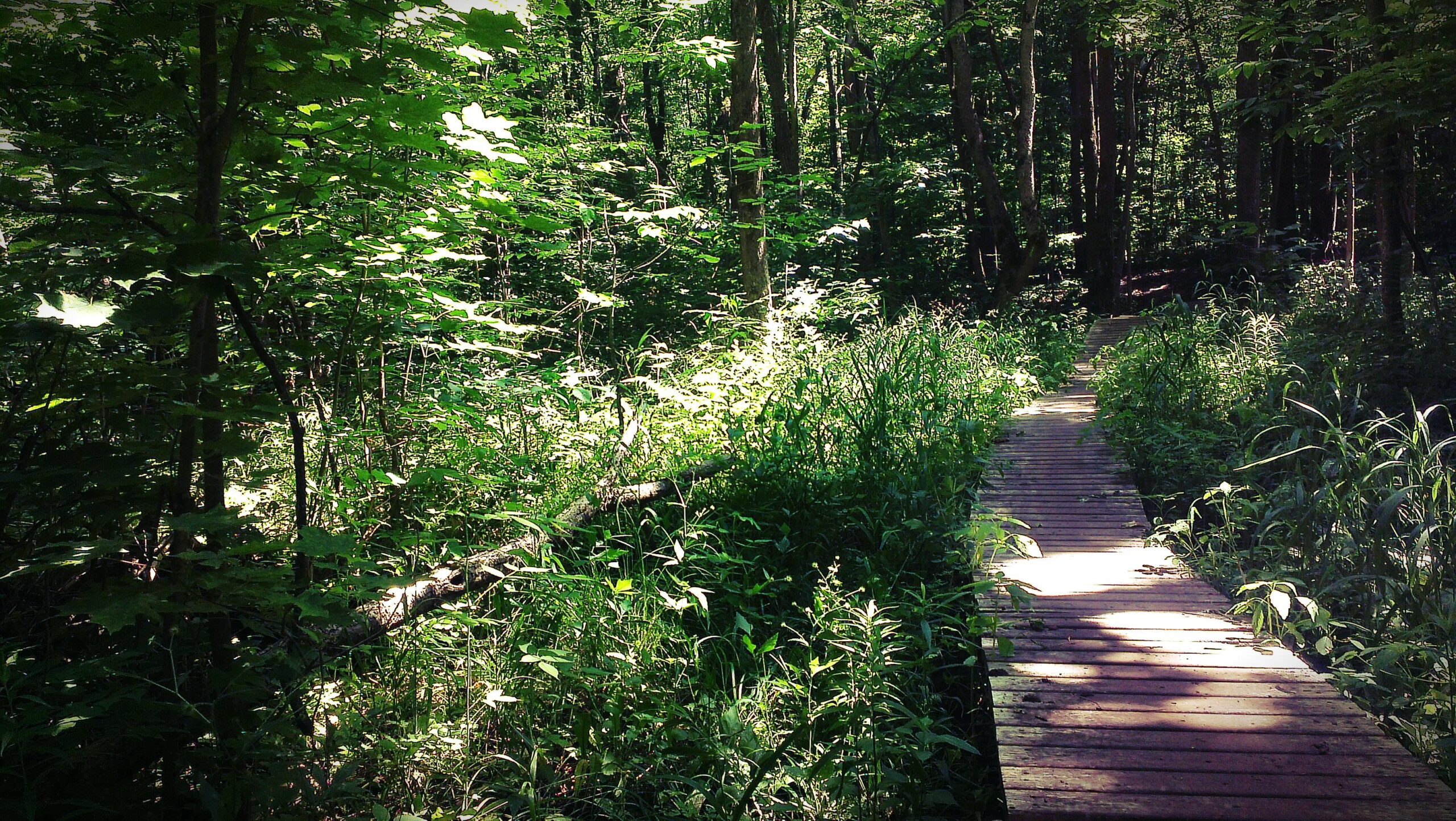 A narrow wooden pathway meanders through a lush, green forest, surrounded by dense foliage and sunlight filtering through the leaves. Ravenshoe / Brownhill mountain bike trail.