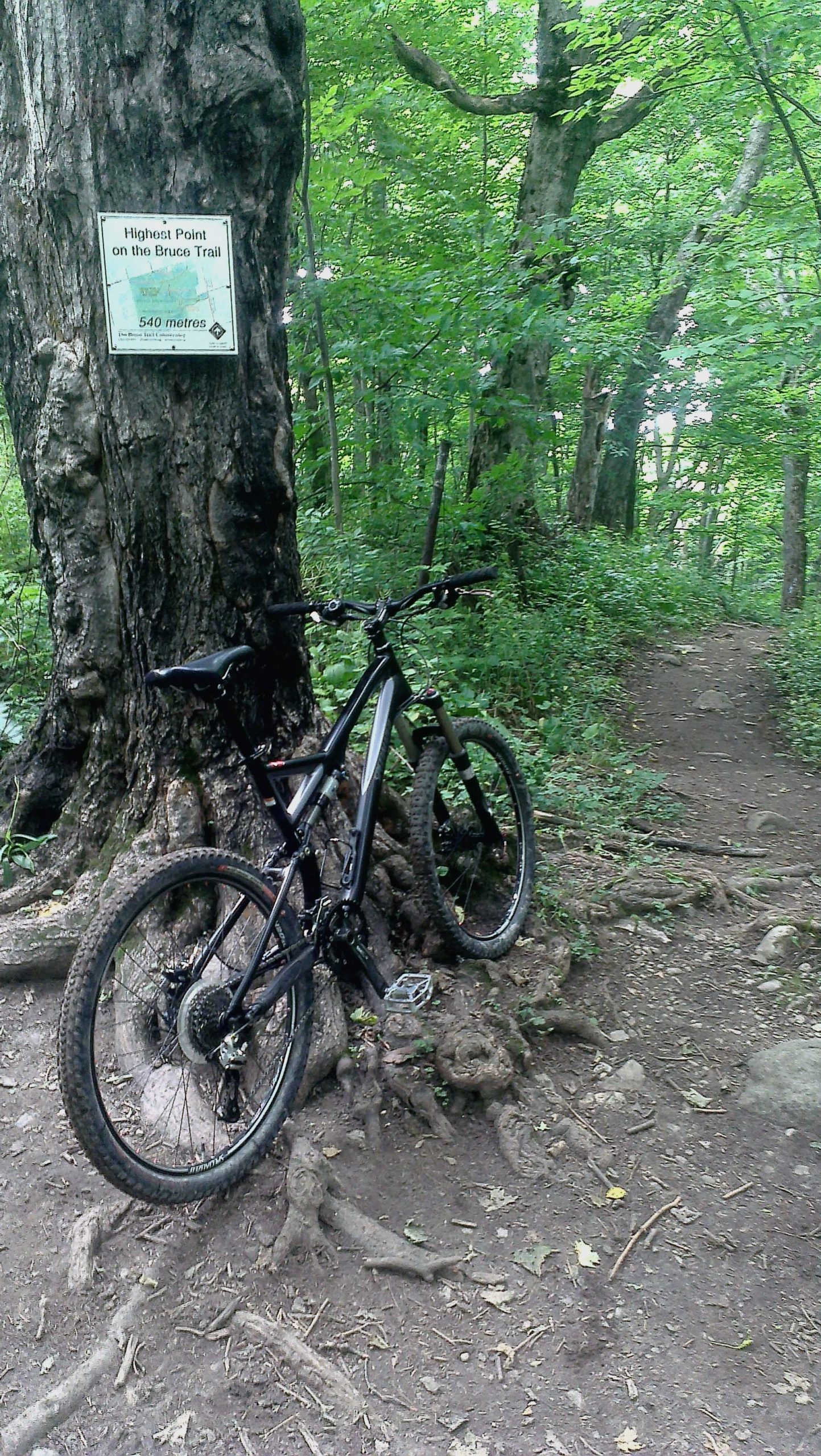 A mountain bike propped against a large tree trunk in a lush green forest. A sign on the tree indicates the highest point on the Bruce Trail at 540 meters. The background features a dirt path through the trees, with exposed roots and vegetation surrounding the area. 3- Stages mountain bike trail.