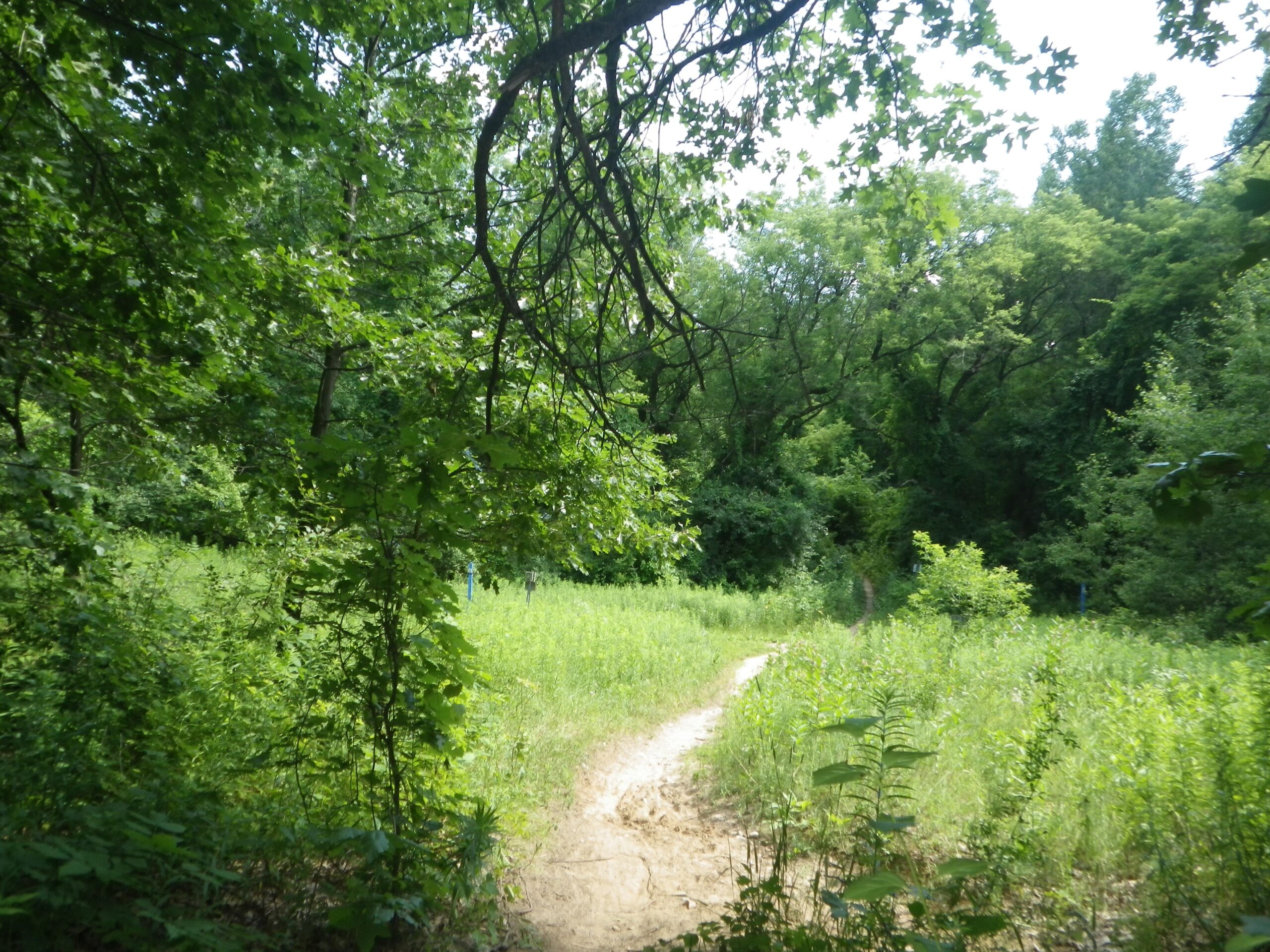 A narrow, winding dirt path leads through a lush green forest. Tall trees frame the scene, their leaves creating a canopy overhead. The surrounding area is filled with dense vegetation and bright green grass, suggesting a serene natural environment. Sunlight filters through the foliage, illuminating the pathway and inviting exploration. Pontiac Lake mountain bike trail.