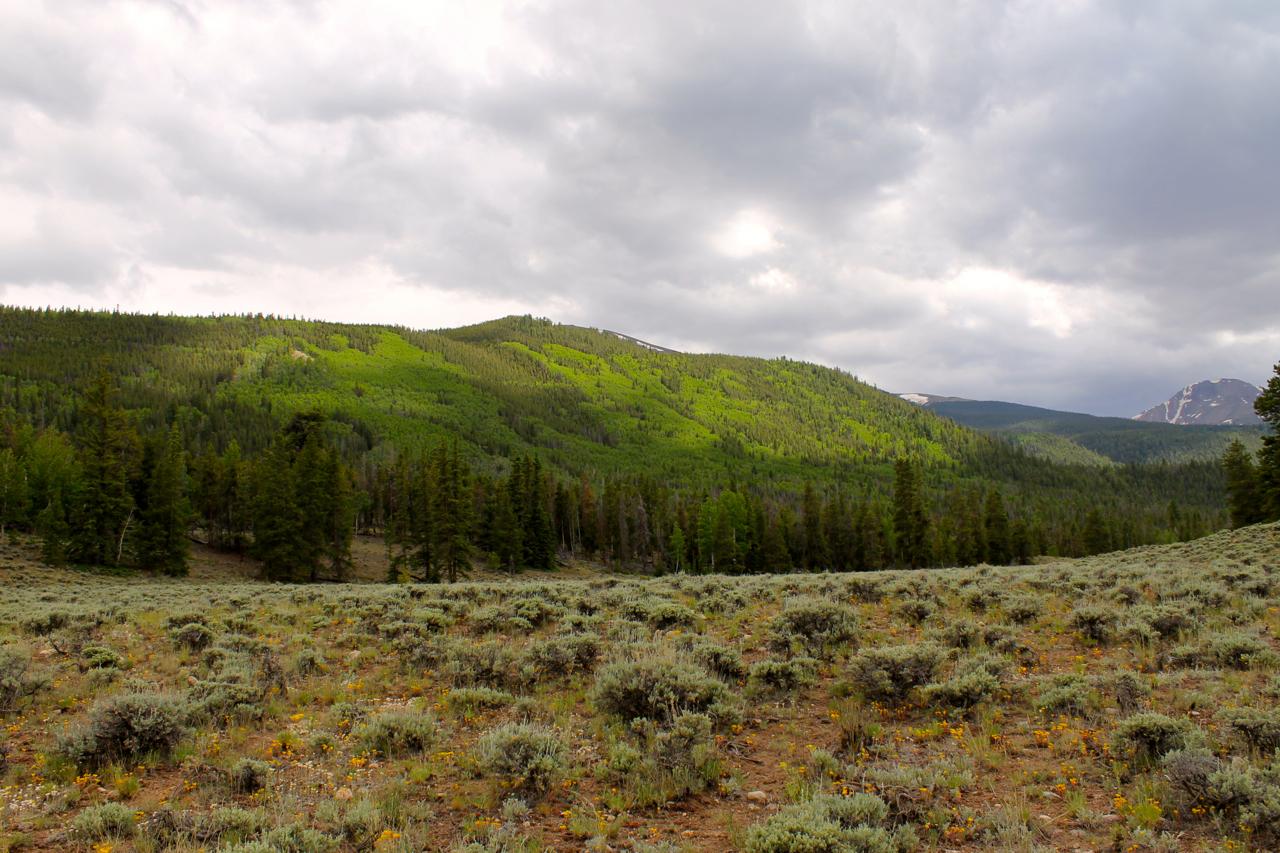 A scenic view of rolling green hills covered with trees, under a cloudy sky. The foreground features a mixture of shrubs and wildflowers, adding color to the landscape. Mountains can be seen in the distance, hinting at a rugged terrain. The overall atmosphere reflects a serene natural setting. Twin Lakes Loop mountain bike trail.