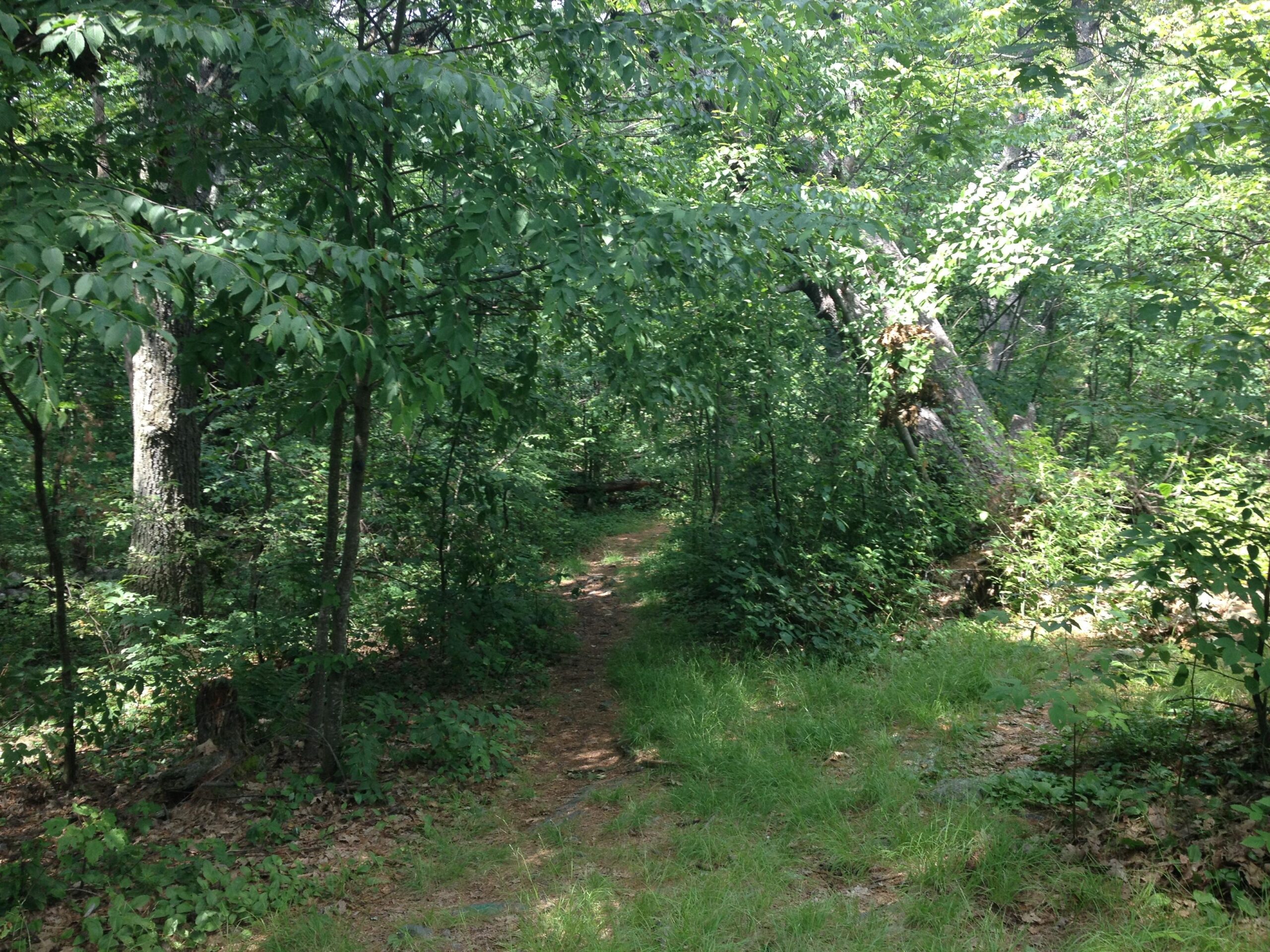 A serene forest path surrounded by lush greenery, with sunlight filtering through the dense canopy of leaves. The trail is lined with trees and patches of grass, creating a tranquil atmosphere ideal for walking or hiking. Mt. Pisgah mountain bike trail.