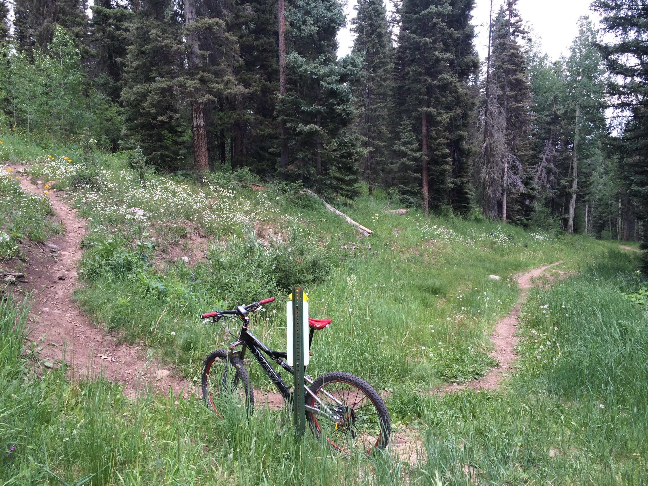 A mountain bike parked near a fork in a dirt trail, surrounded by lush green grass and wildflowers, with tall trees in the background. 1990 World Mountain Bike Chapionship trail mountain bike trail.