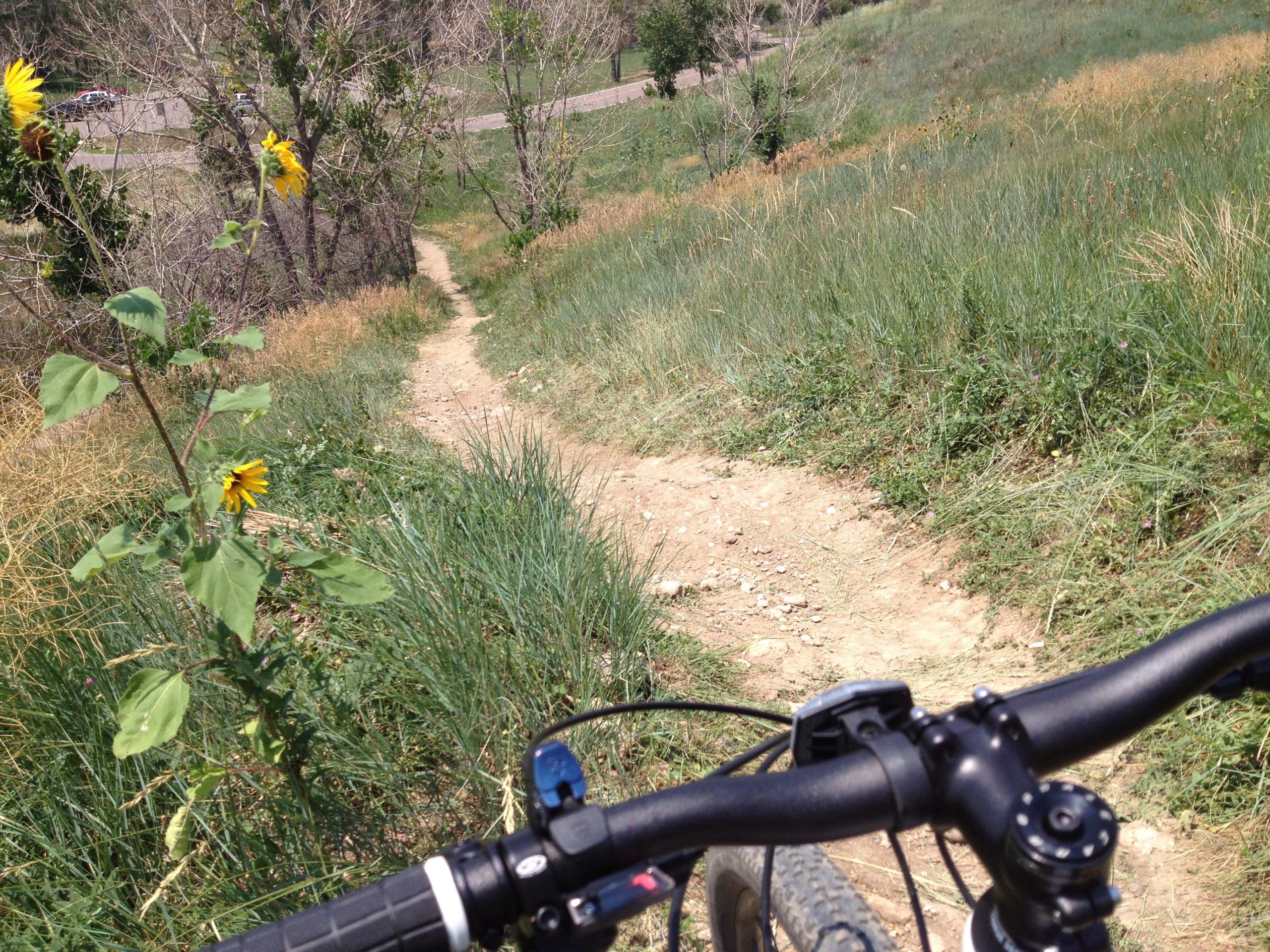 A mountain biker's perspective looking down a winding dirt path surrounded by green grass and wildflowers, with a glimpse of a road and trees in the background. Bear Creek Lake Park mountain bike trail.