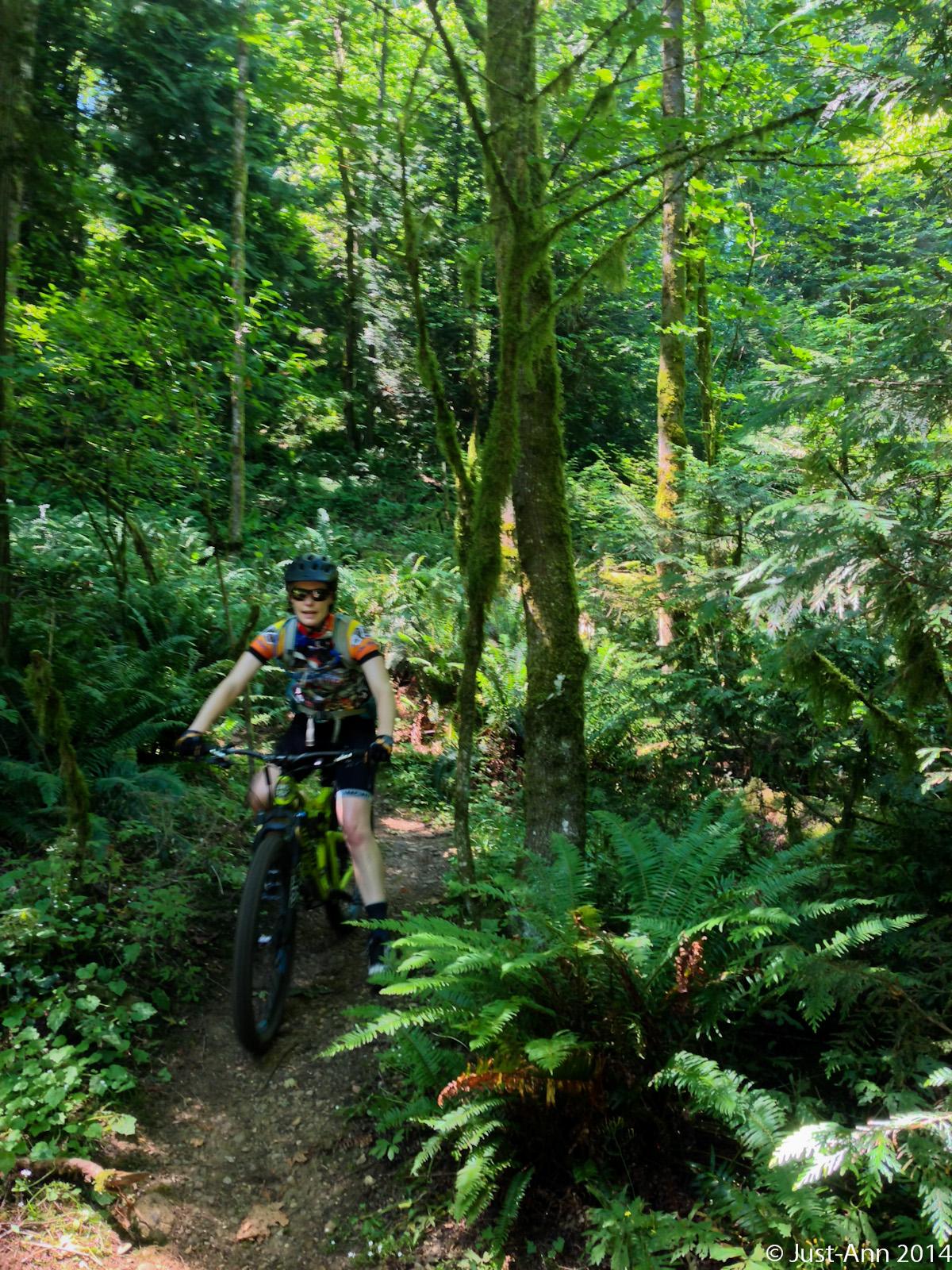 A person riding a mountain bike on a narrow trail through a lush, green forest filled with tall trees and ferns. Sunlight filters through the leaves, creating a dappled light effect on the ground. The cyclist is wearing a helmet and biking gear, focused while navigating the trail. Round Lake mountain bike trail.