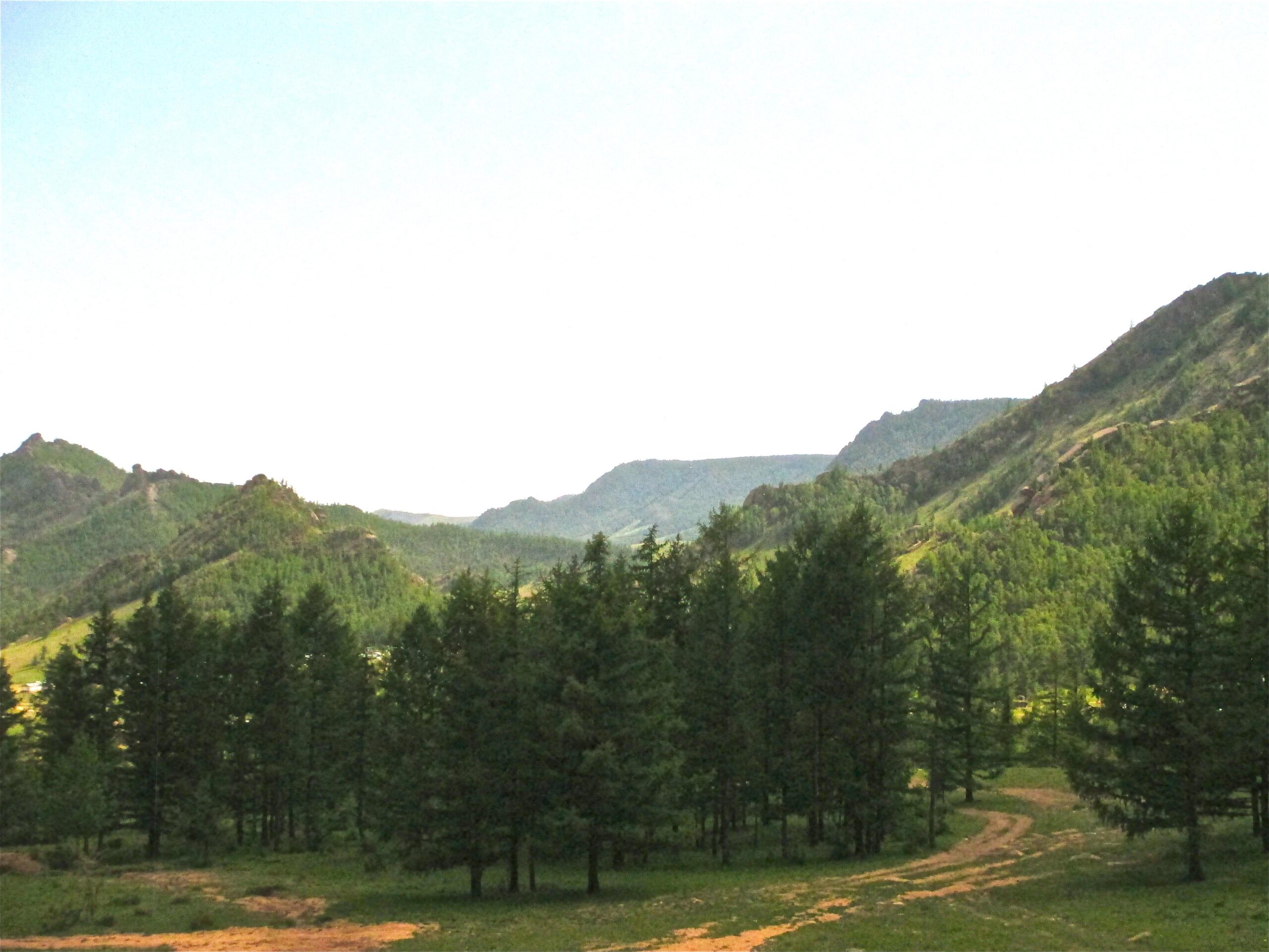 A scenic landscape featuring a dense stand of evergreen trees in the foreground, leading to rolling hills and mountains in the background. The sky is bright with a soft blue hue, and the terrain is lush and green, indicating a natural, serene environment. A winding dirt path runs through the scene, inviting exploration. Camel Run mountain bike trail.