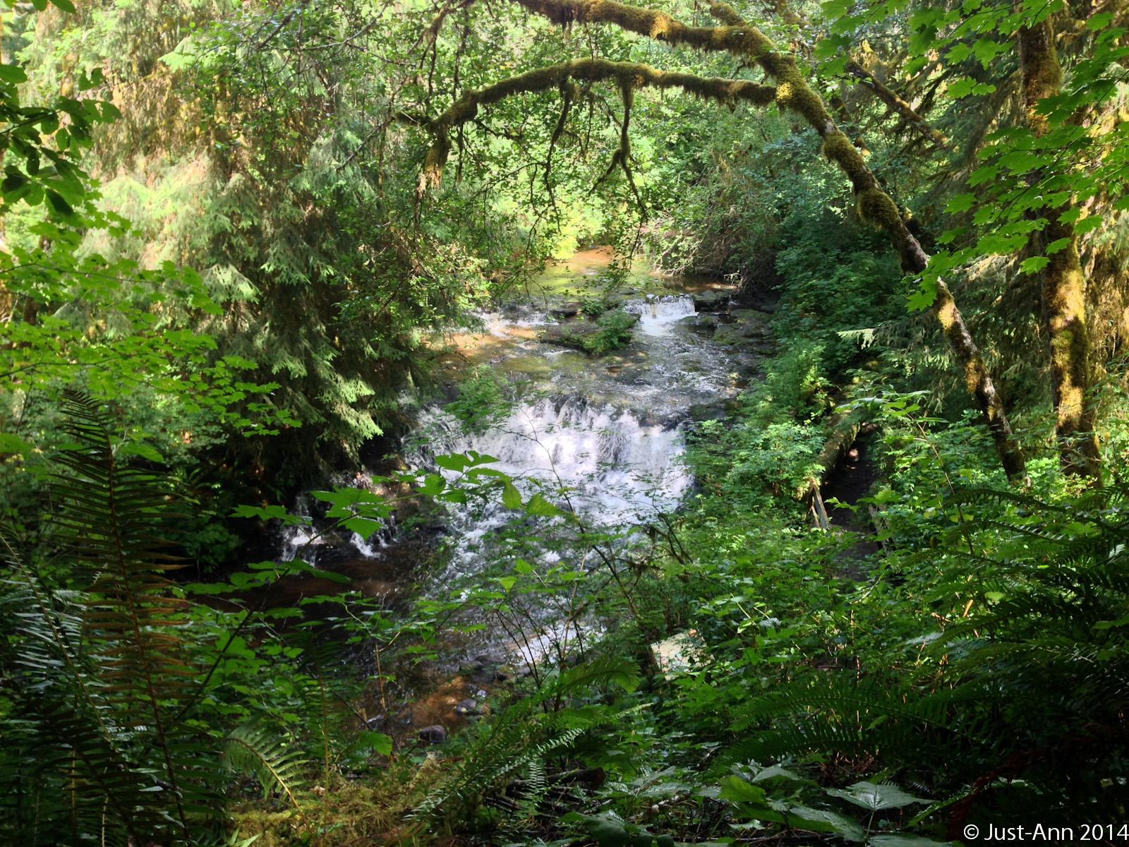 A serene forest scene featuring a gently flowing stream surrounded by lush green vegetation, including trees and ferns. Sunlight filters through the leaves, highlighting the vibrant greenery and creating a tranquil atmosphere. The stream cascades softly over rocks, adding to the peaceful ambiance of the natural setting. Lower trails mountain bike trail.