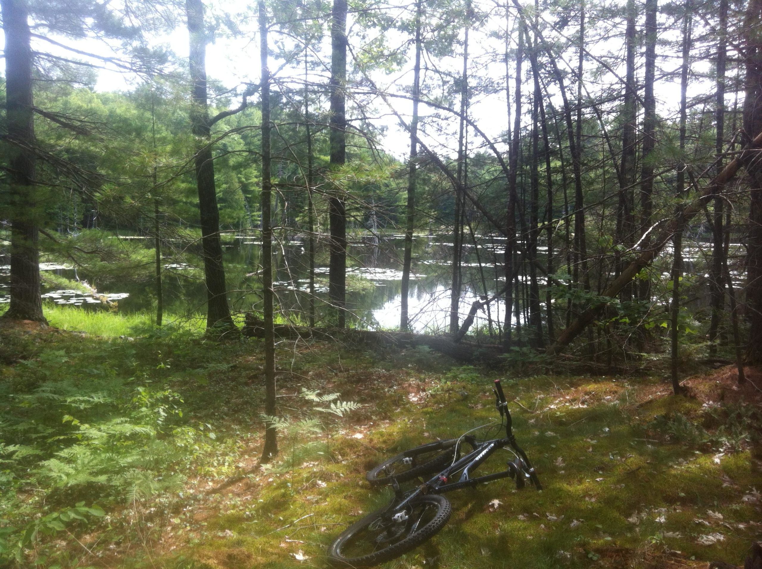 A peaceful forest scene featuring a still pond surrounded by tall trees. In the foreground, a black mountain bike lies on the ground, partially obscured by greenery and moss. Sunlight filters through the branches, creating a serene atmosphere. Shabomeka Legpower Pathfinders mountain bike trail.