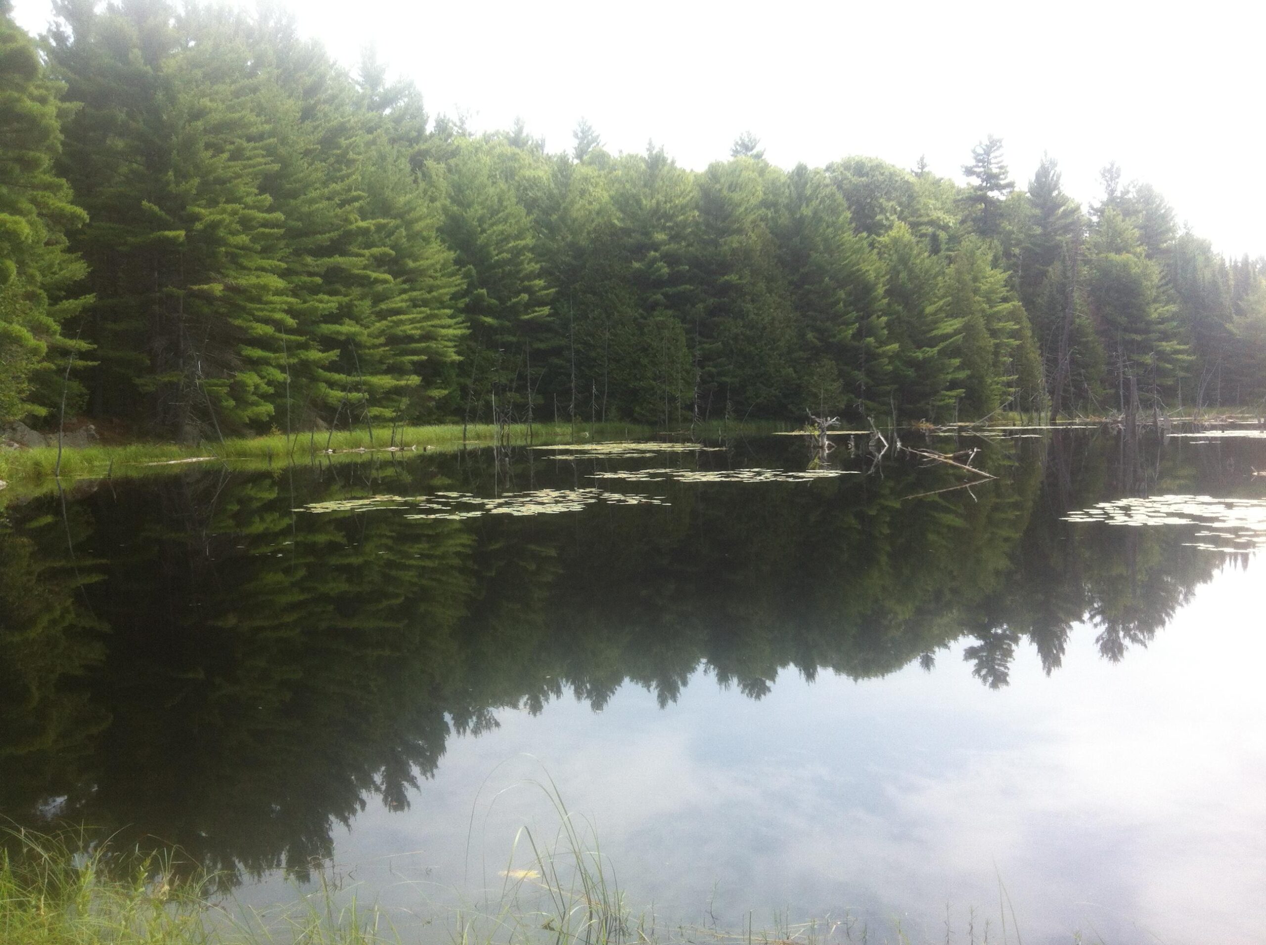 A serene pond surrounded by lush green trees, reflecting the forest and the sky above. Water lilies float on the surface, with gentle ripples disrupting the mirror-like reflection. The scene conveys tranquility and the beauty of nature. Shabomeka Legpower Pathfinders mountain bike trail.