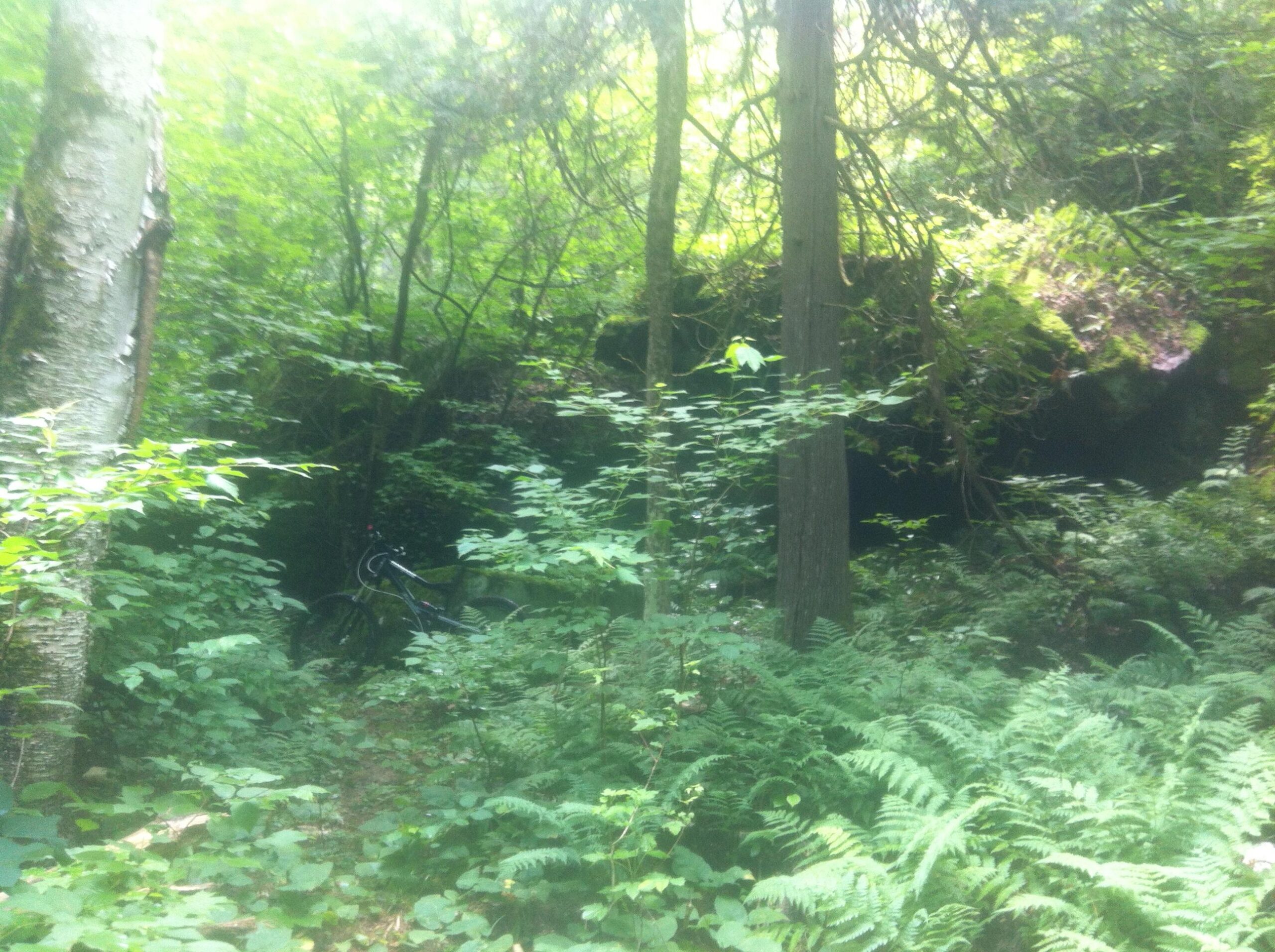 A dense forest scene featuring tall trees and lush green foliage, with a partially obscured mountain bike visible among the undergrowth. Sunlight filters through the leaves, creating a serene and natural atmosphere. Shabomeka Legpower Pathfinders mountain bike trail.