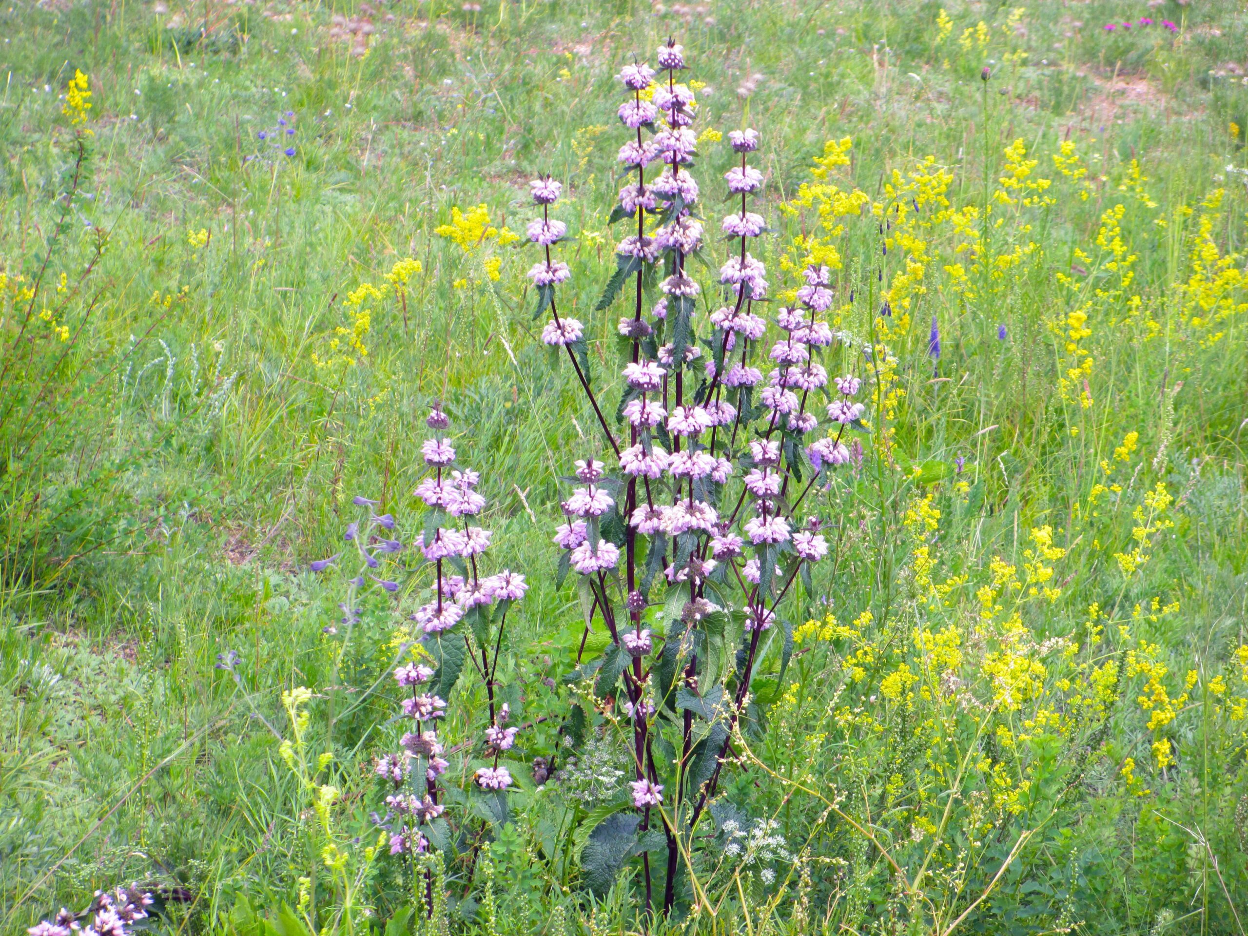A cluster of tall purple flowers surrounded by green grass and yellow wildflowers in a natural field setting. Bearded Vulture Pass Trails mountain bike trail.