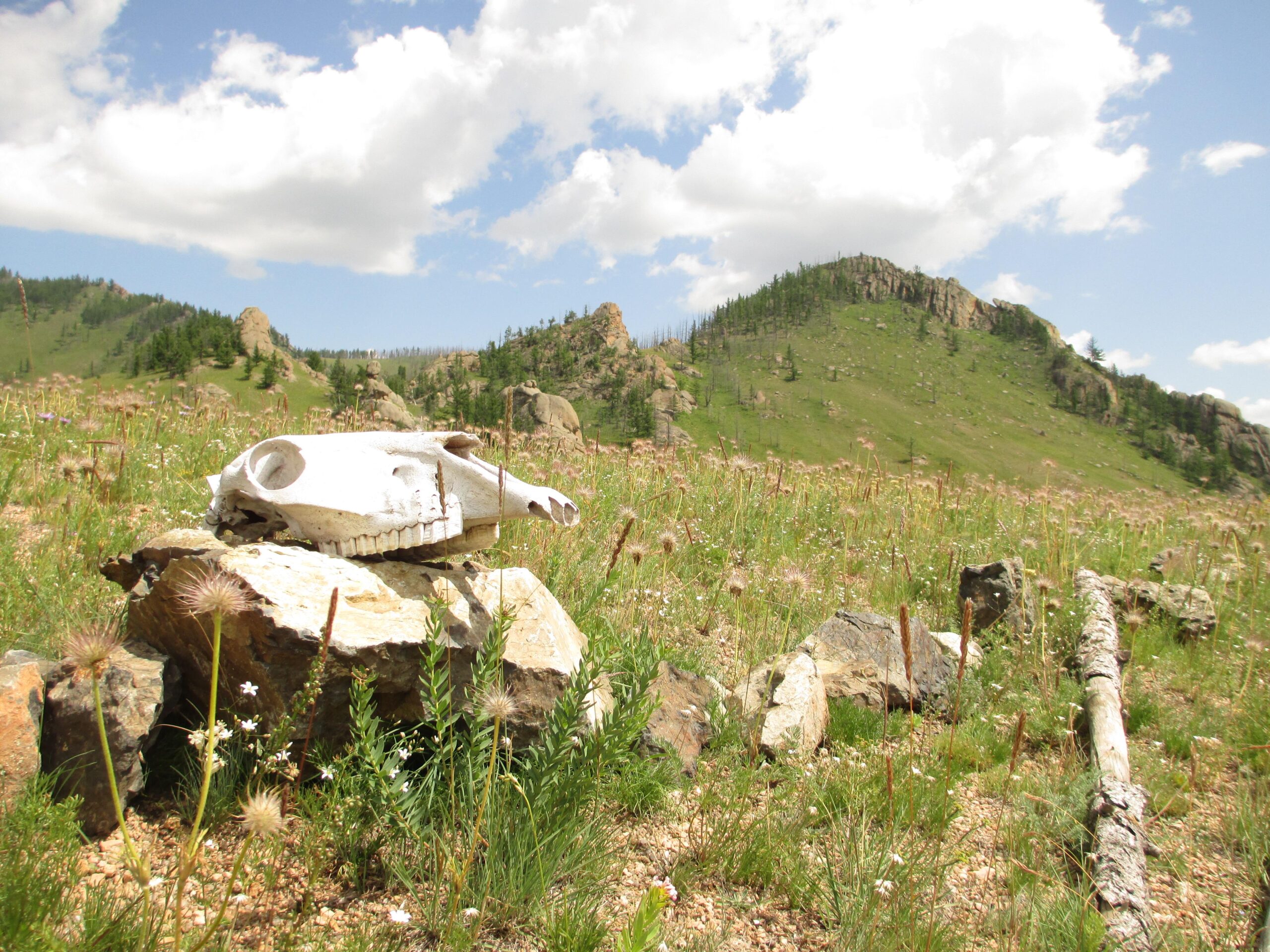 A white animal skull resting on large rocks in a grassy field, surrounded by wildflowers. In the background, rolling green hills and a partly cloudy blue sky can be seen. Bearded Vulture Pass Trails mountain bike trail.