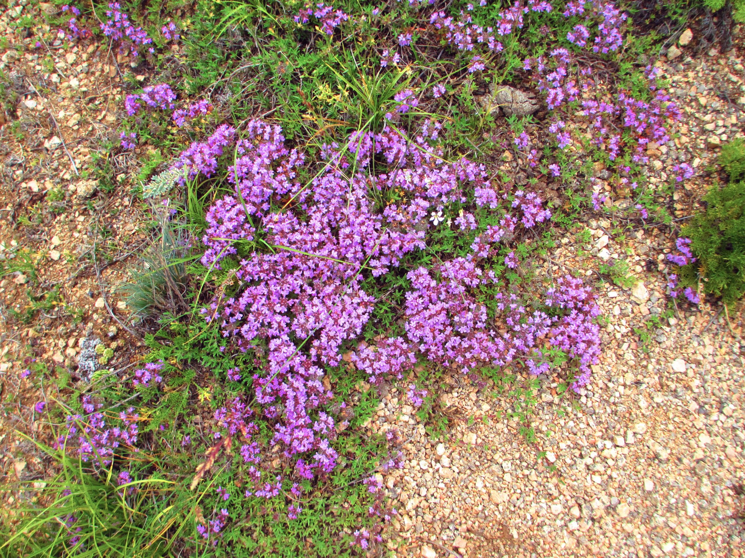 A close-up view of a ground covered with clusters of vibrant purple flowers, mixed with patches of green grass and gravel. The scene captures the natural beauty of a floral landscape, highlighting the delicate blooms against a textured earth background. Bearded Vulture Pass Trails mountain bike trail.