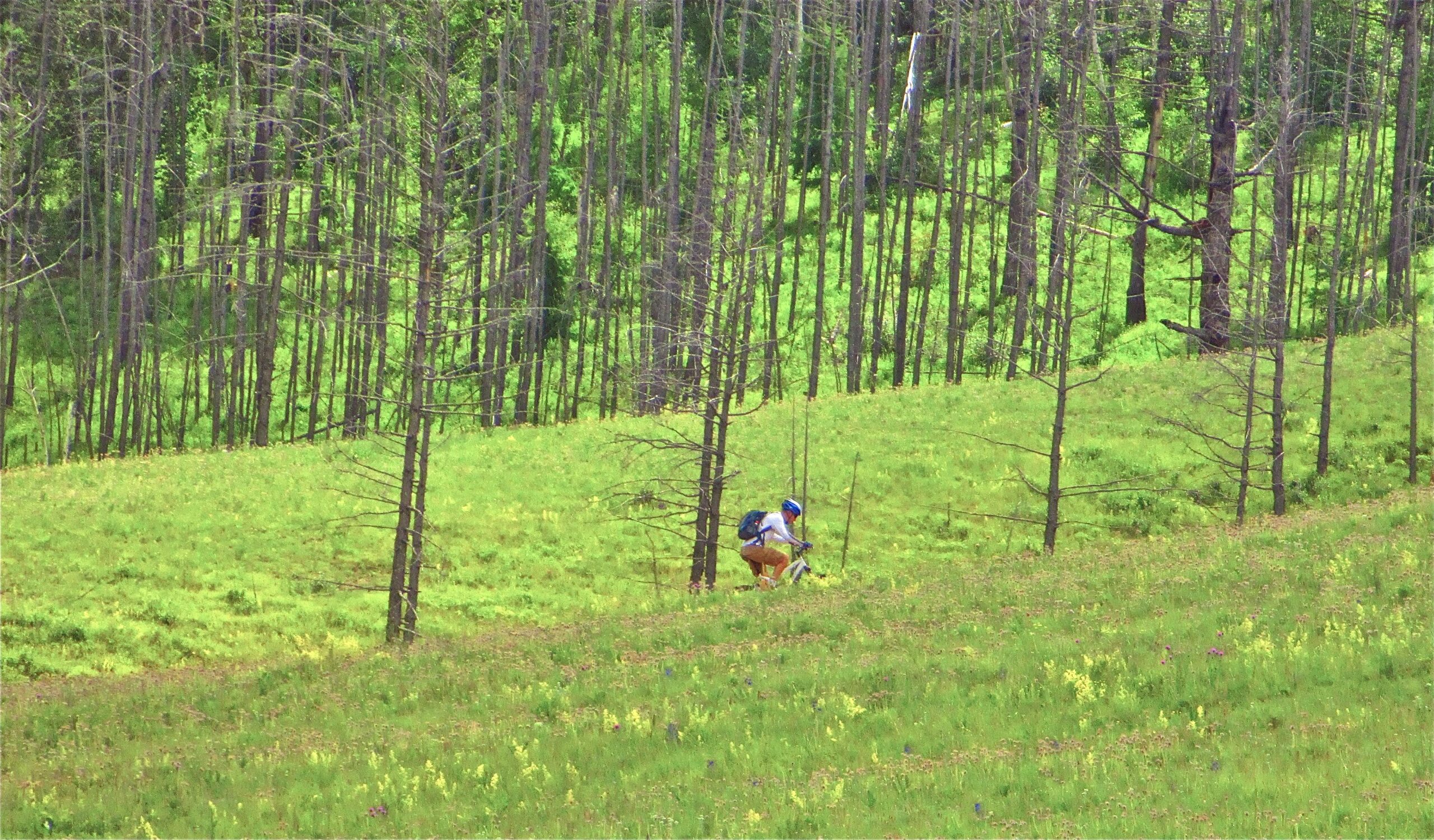 A person in a blue helmet is riding a mountain bike on a grassy hillside surrounded by tall, slender trees, with vibrant green foliage in the background. Bearded Vulture Pass Trails mountain bike trail.