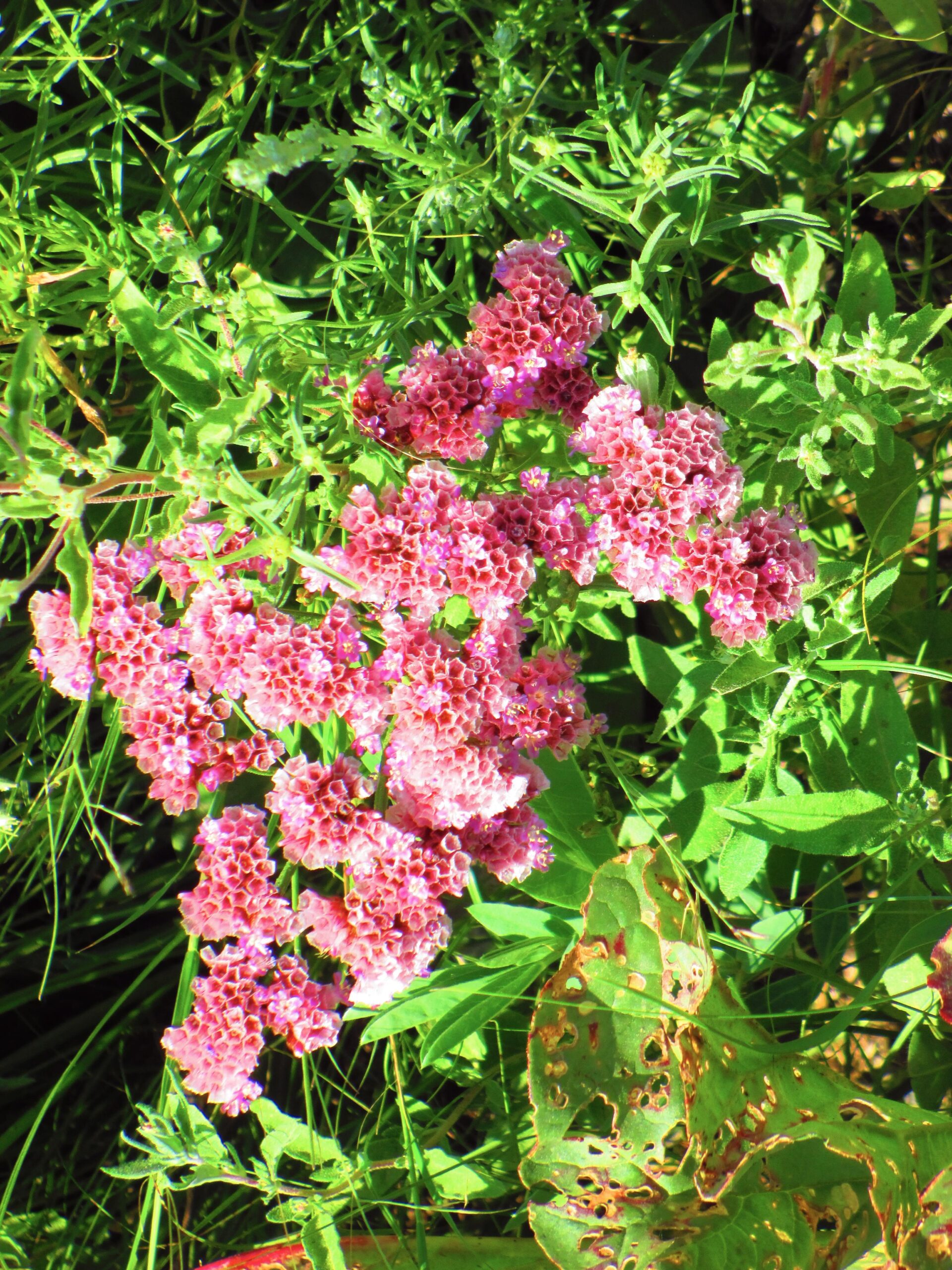 A cluster of pink flowers with a honeycomb-like texture, surrounded by green foliage and grass. Bearded Vulture Pass Trails mountain bike trail.