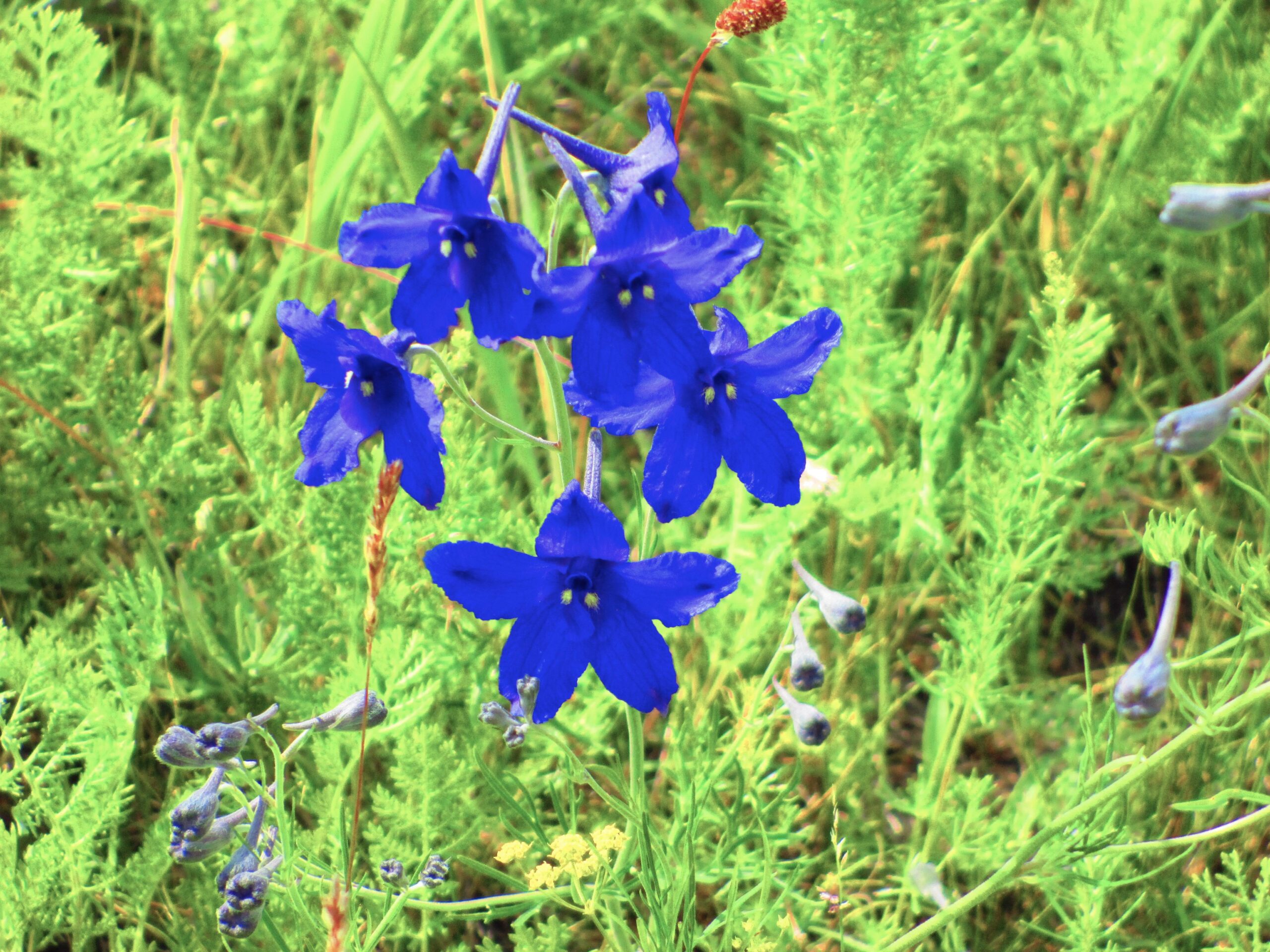 A cluster of vibrant blue flowers blooming among green foliage, with delicate petals and a few buds visible in the surrounding vegetation. Bearded Vulture Pass Trails mountain bike trail.