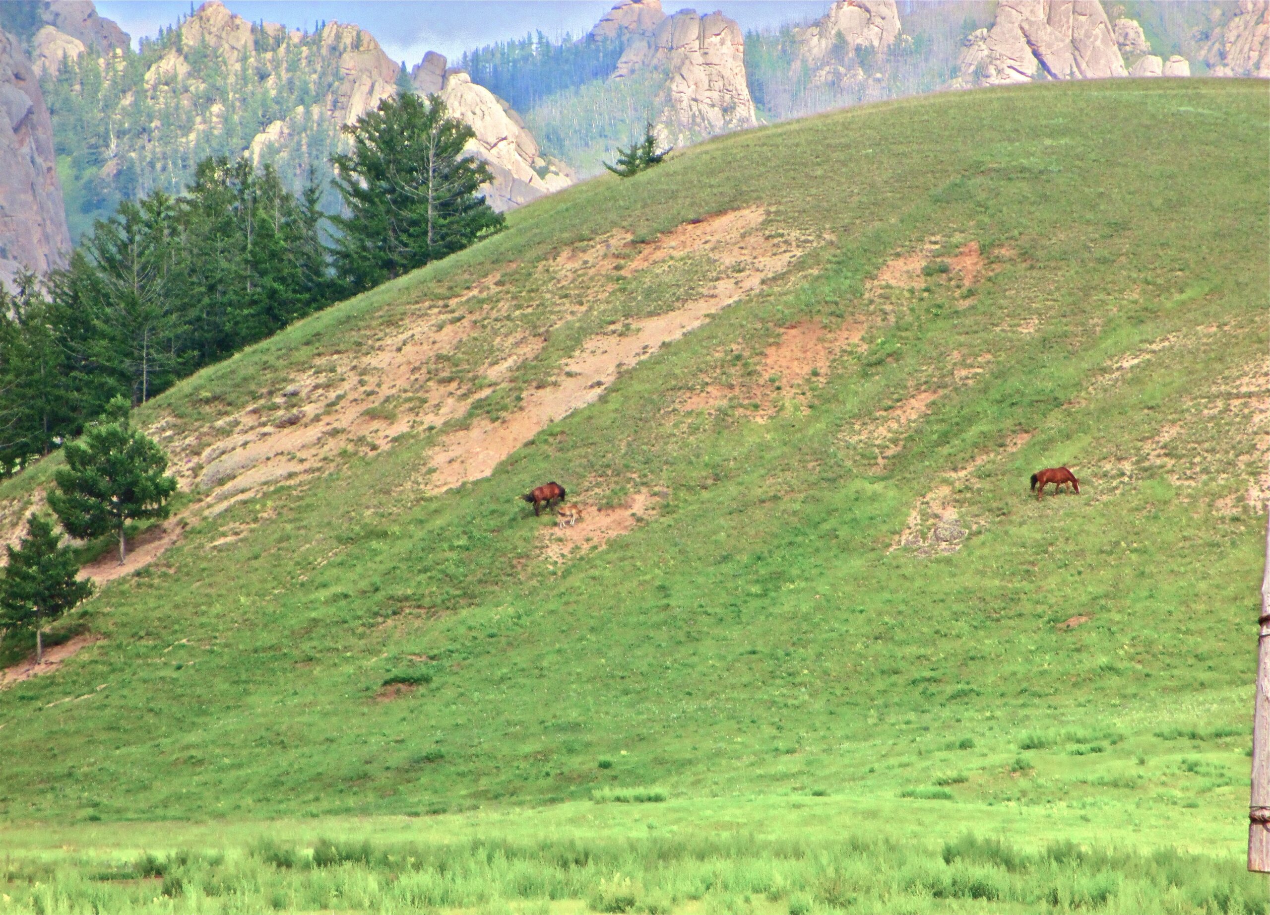 Two horses grazing on a grassy hillside, surrounded by trees and rocky formations in the background. The landscape features a mix of green grass, patches of bare soil, and tall pine trees under a cloudy sky. Bearded Vulture Pass Trails mountain bike trail.