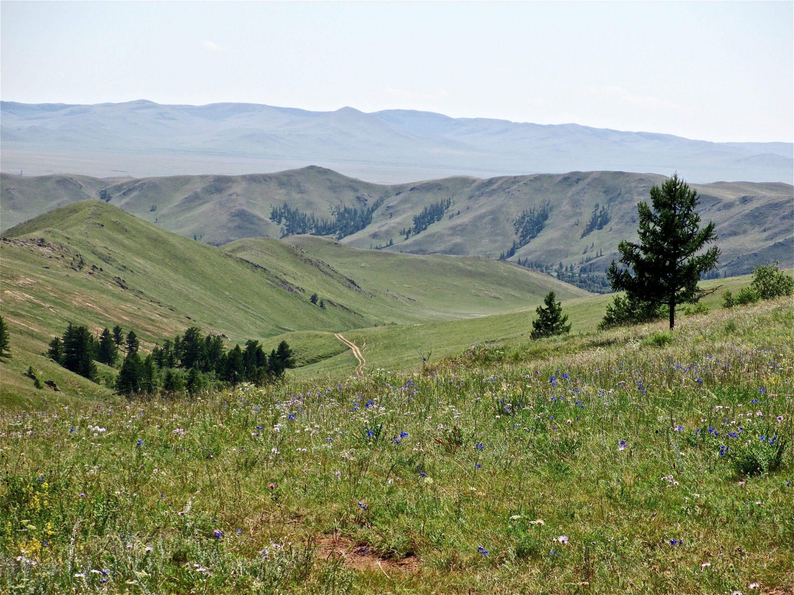 A picturesque view of rolling green hills and distant mountains under a clear blue sky. In the foreground, a field of wildflowers adds splashes of color, while a solitary tree stands prominently. A winding dirt path traverses the landscape, leading deeper into the serene scenery. Camel Run mountain bike trail.